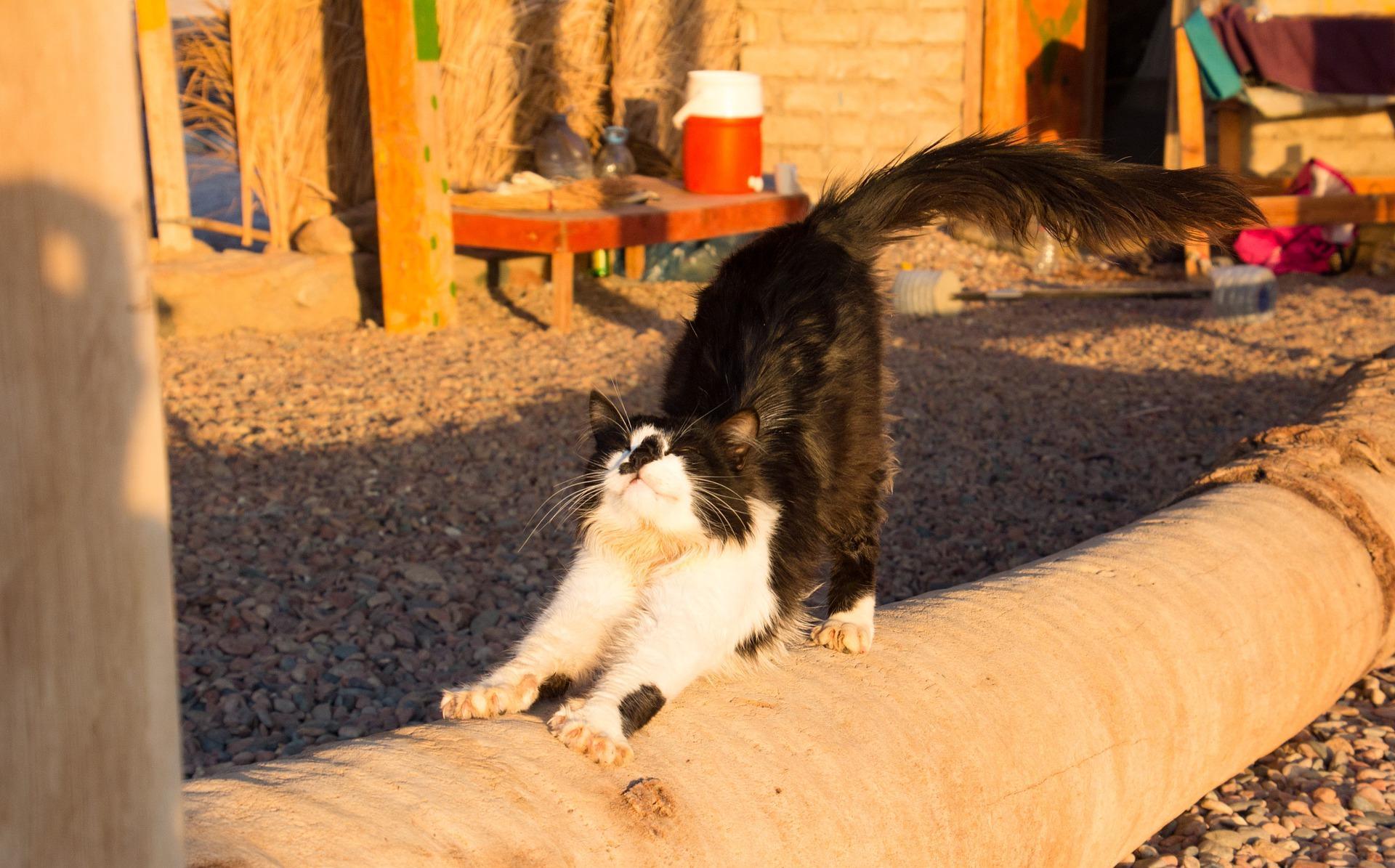 Yoga gevşeme egzersizleri içindeki bir hareket de kedi esnemesidir.