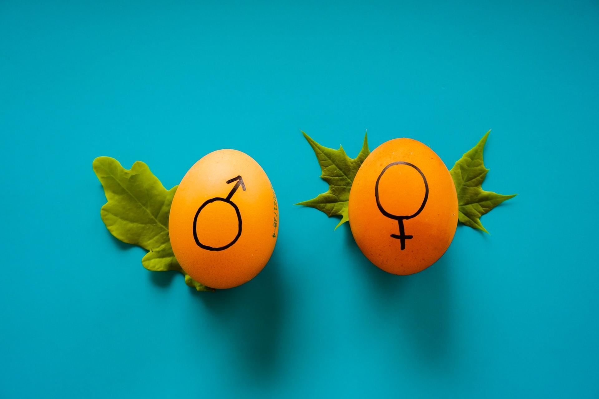 Fransızca'da maskülen ve feminen ayrımları