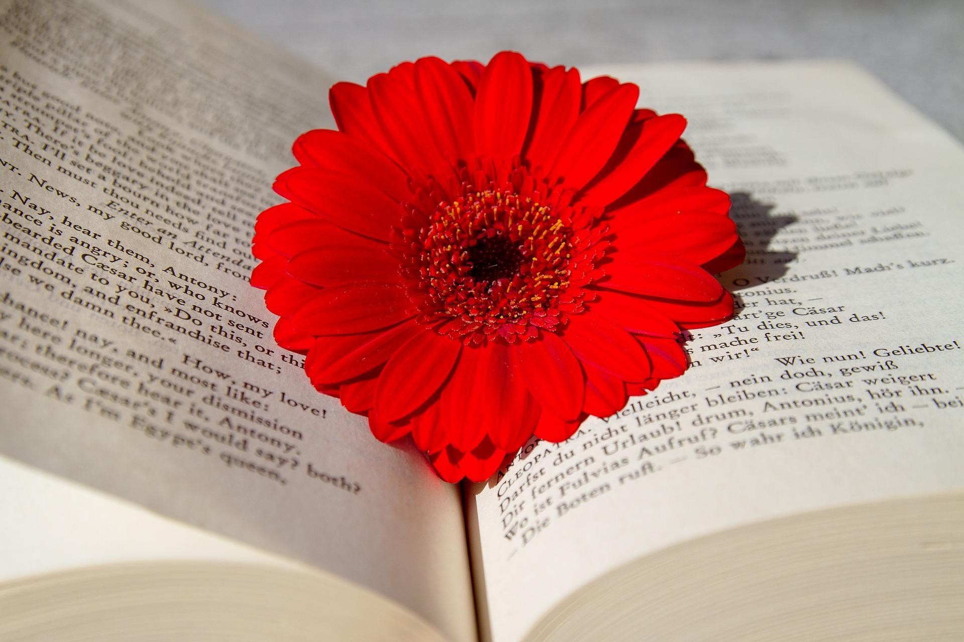 İngilizce Almanca kitap kırmızı çiçek