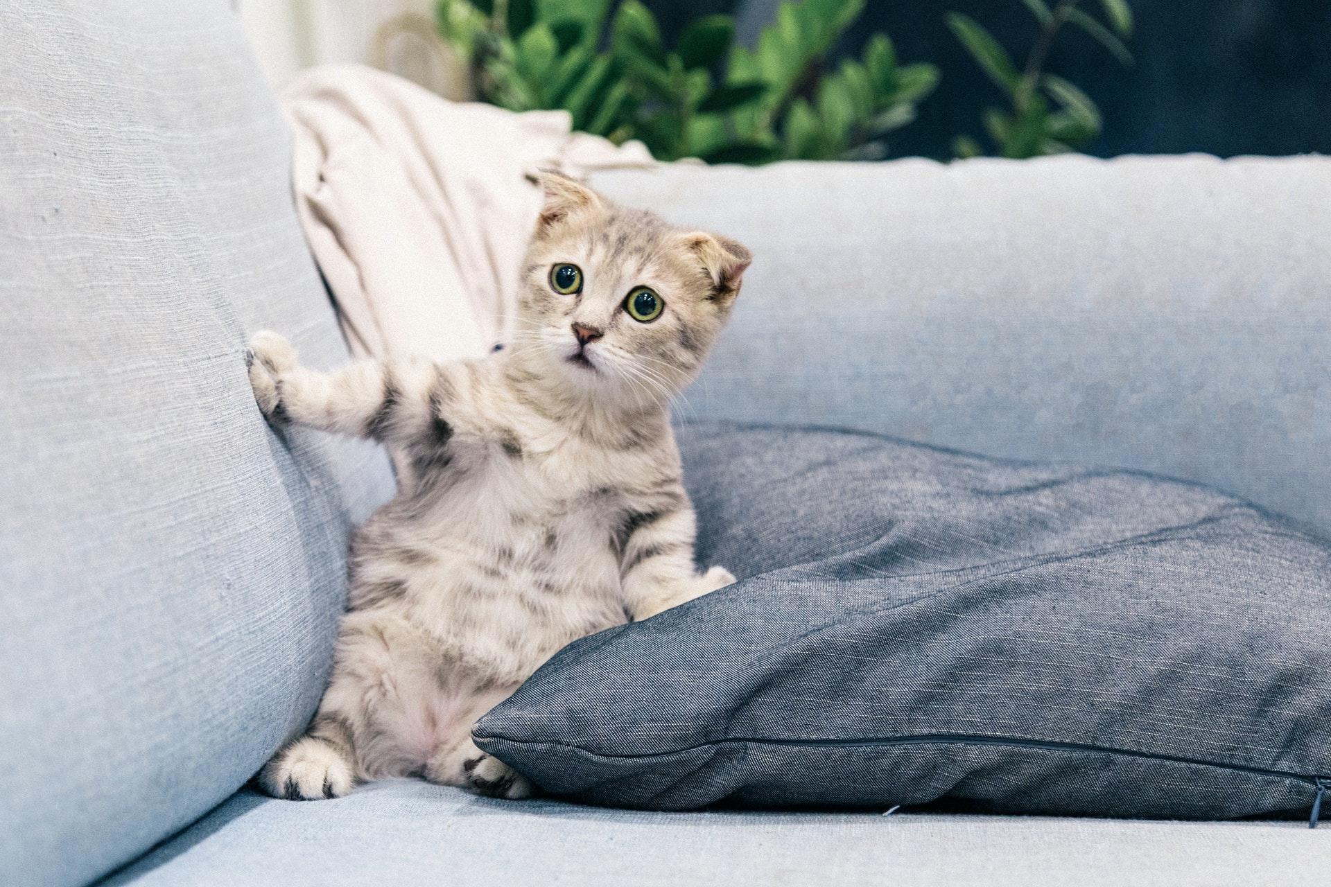 Küçük şaşkın gri kedi