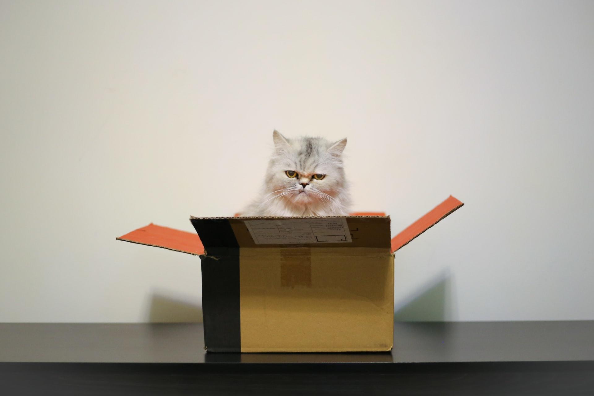 Kutunun içindeki kedi