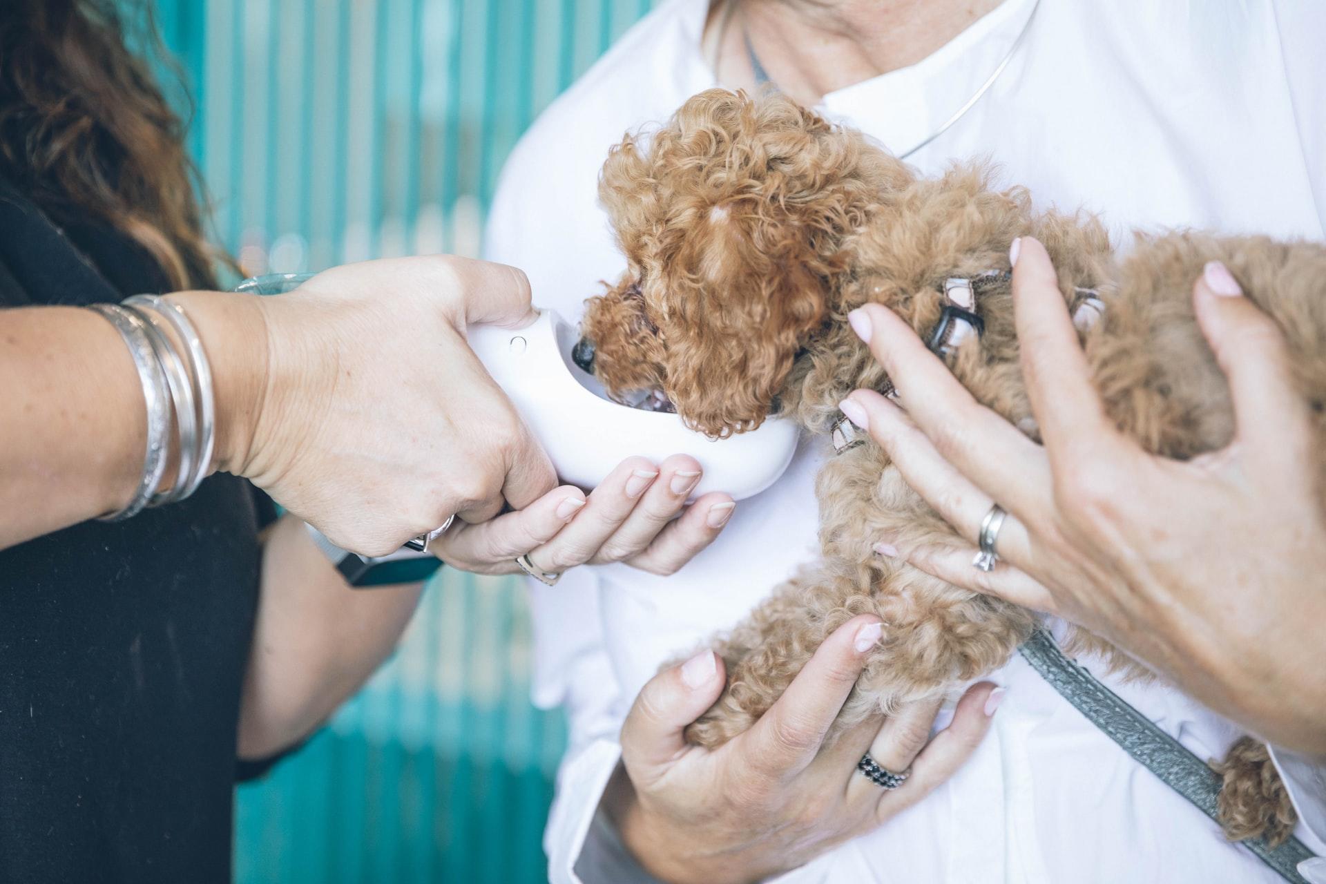 Veteriner kliniğinde tedavi edilen köpek.