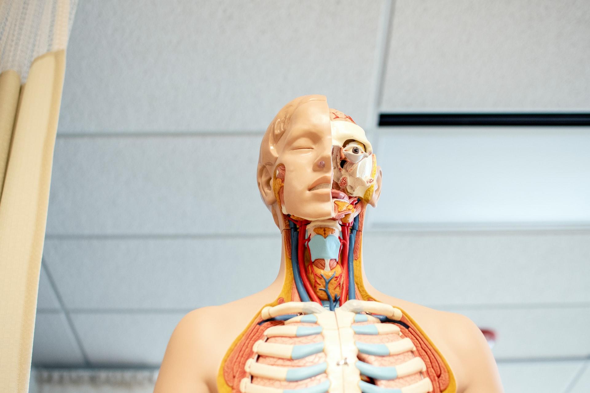 İnsan maketi ve iç organ şeması