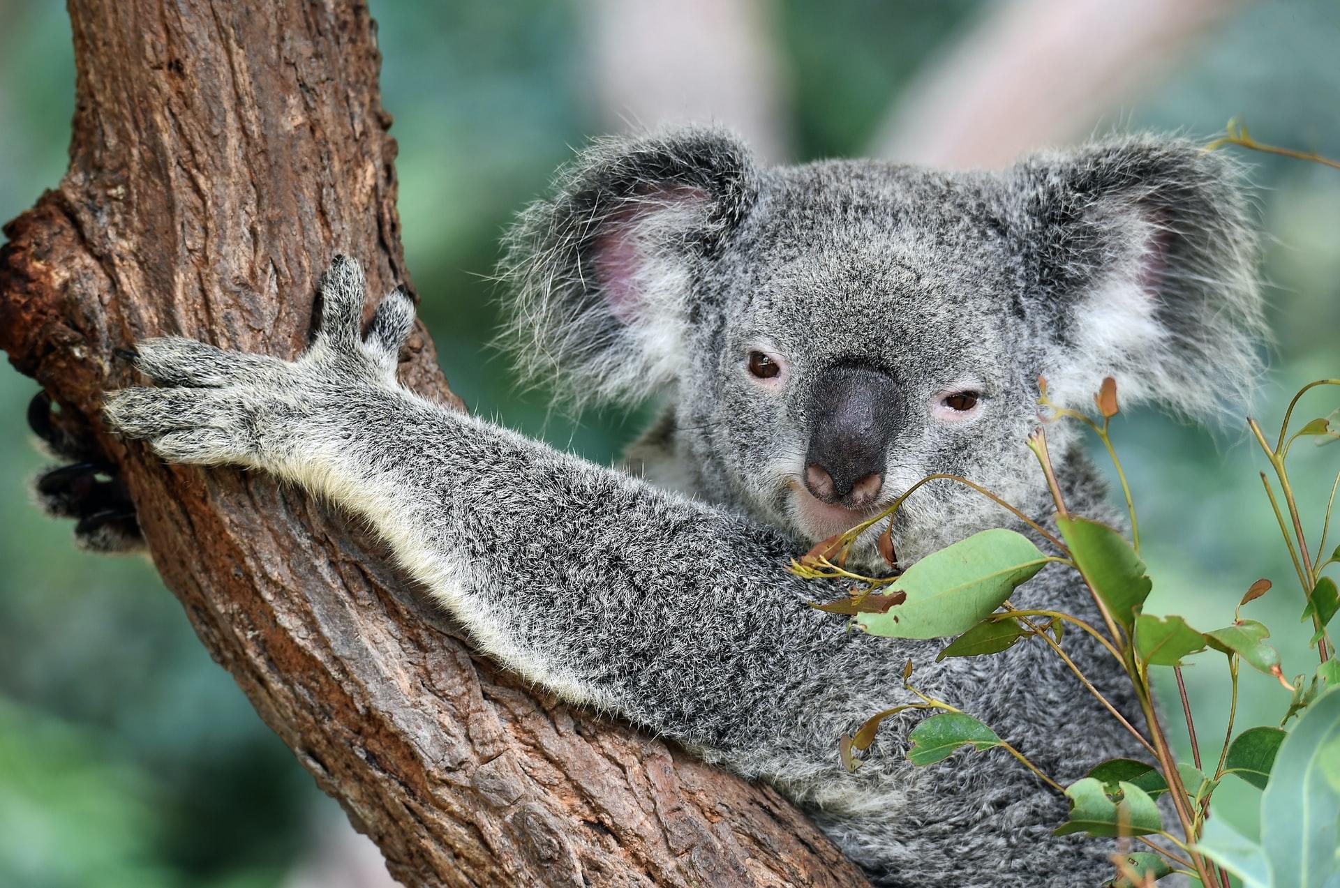 Koala Avustralya