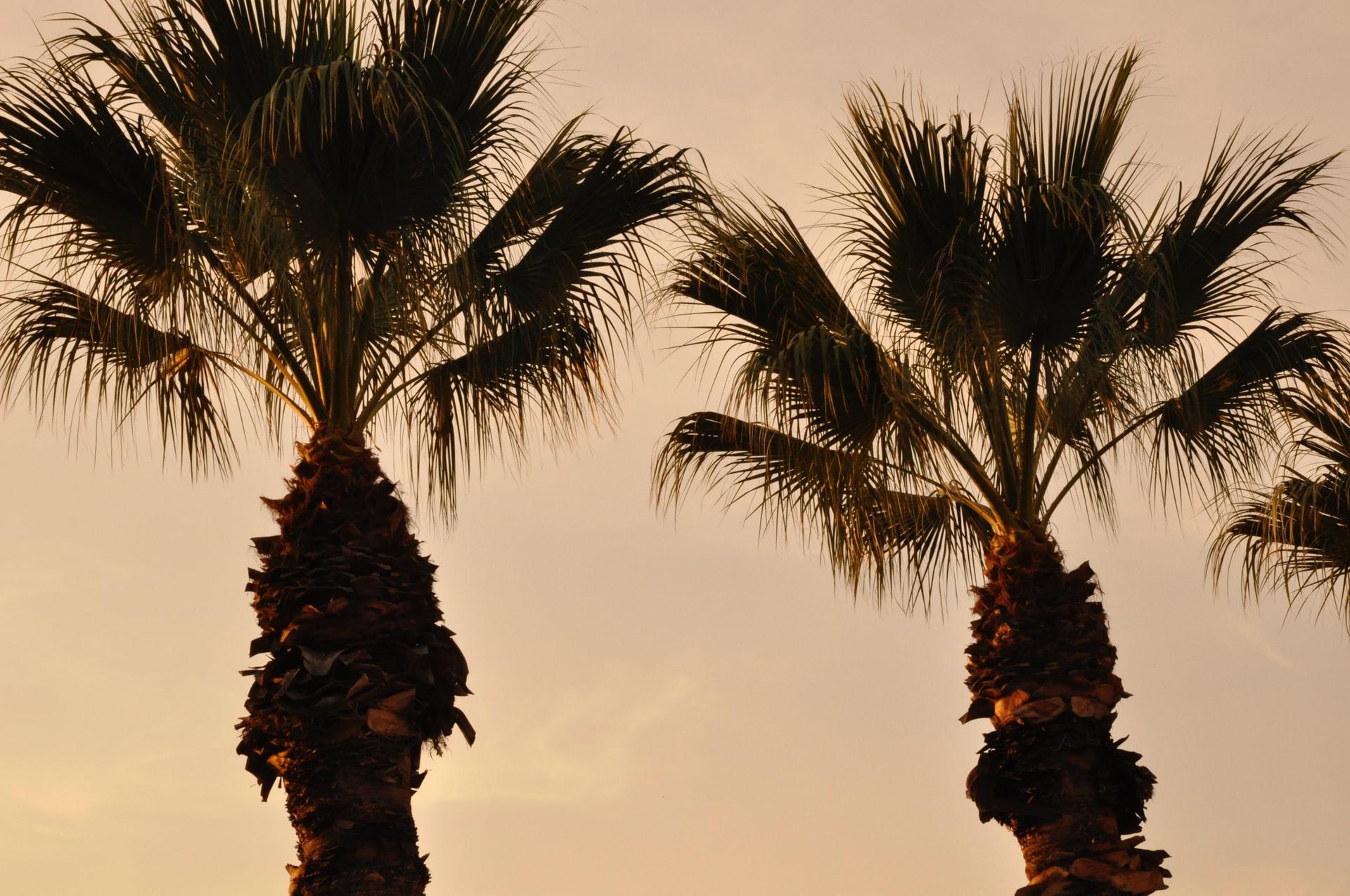 Palmiye İzmir