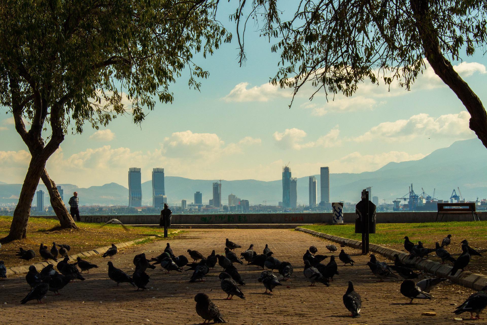 İzmir güvercin