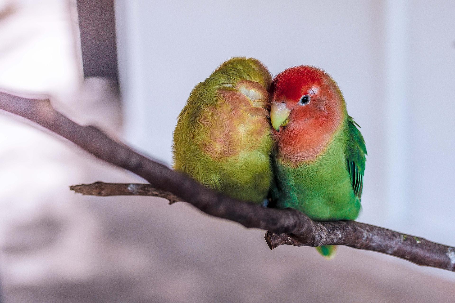 Love birds kuşlar
