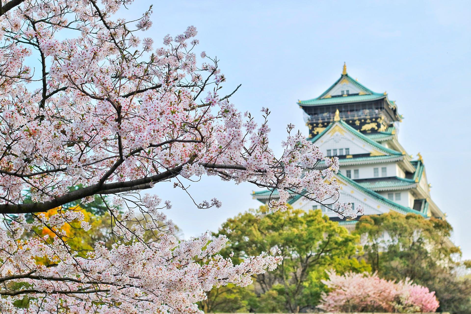 Osaka sakura geleneksel