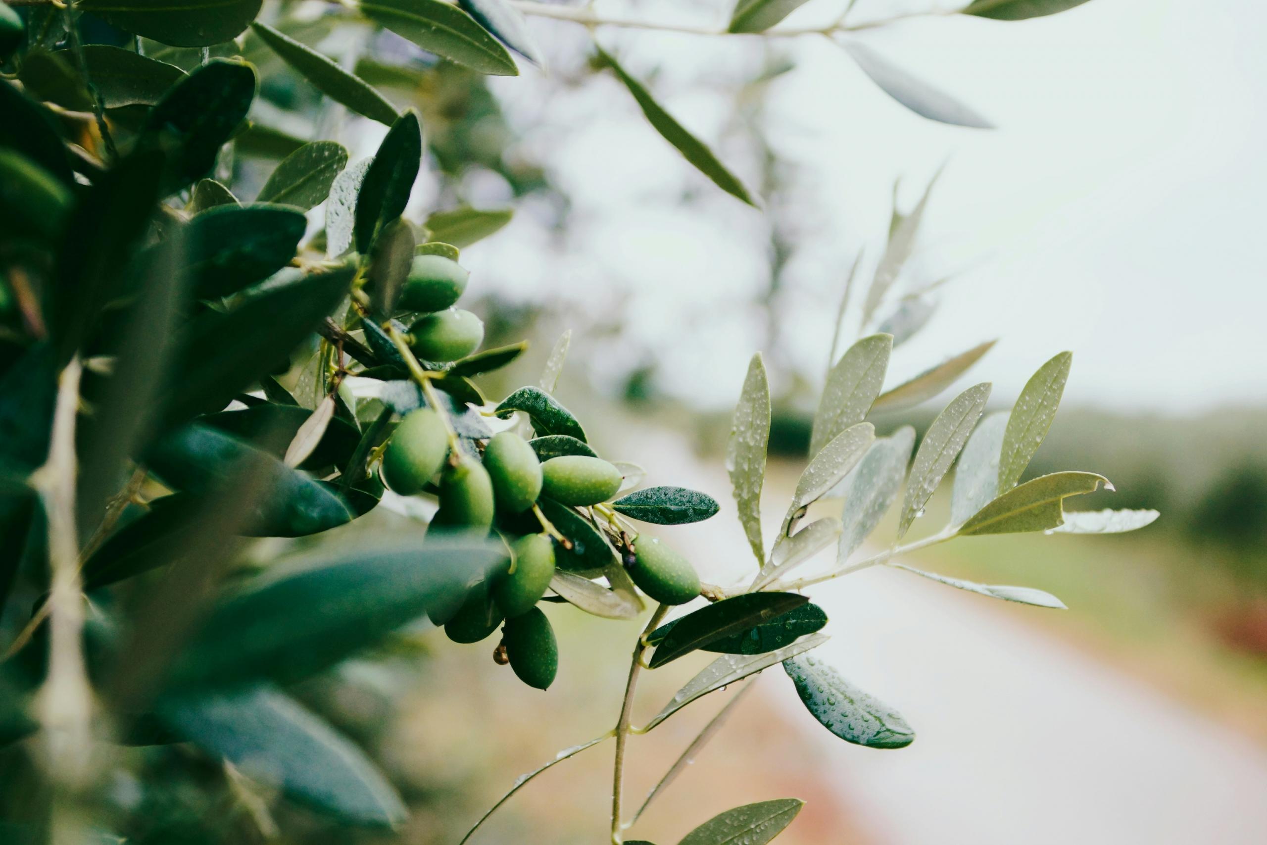 Barışın eski simgelerinden biri:. zeytin dalı.