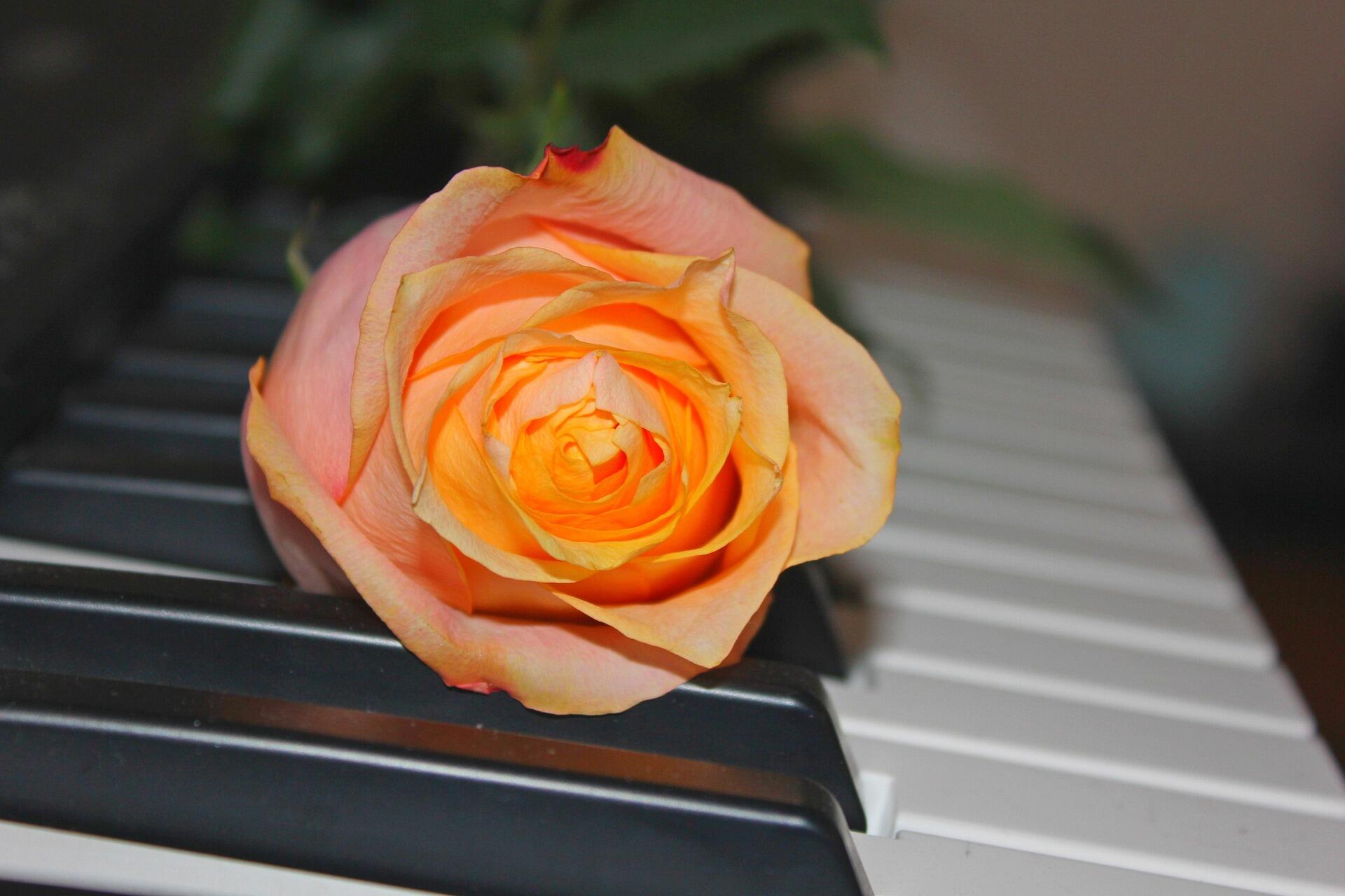 piano tuşları üzerinde turuncu bir gül
