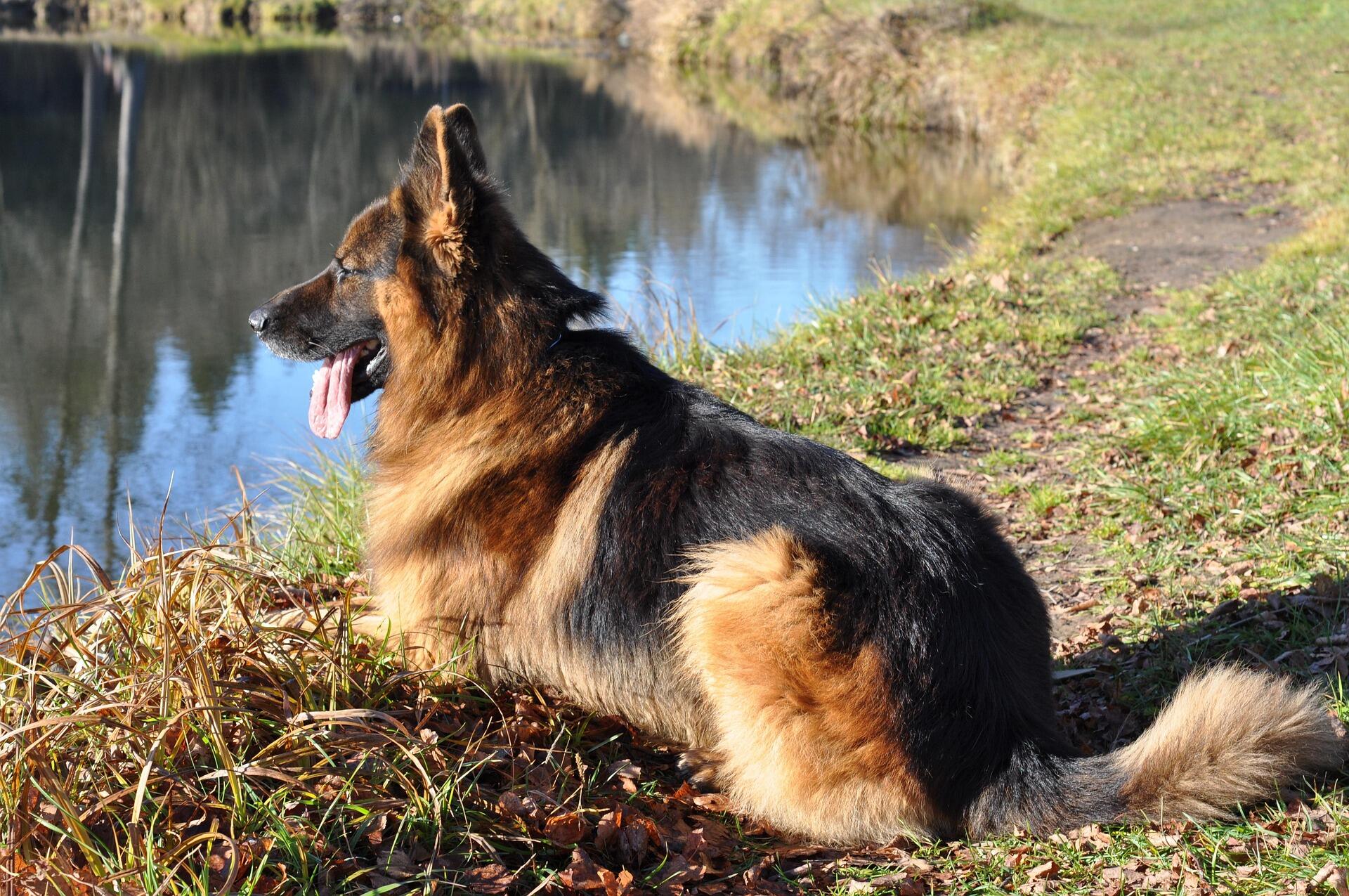 Spirit Animal Testi için köpek fotoğrafı. Bağlılık, dostluk ve güven temalarını simgeleyen ruh hayvanı köpek.