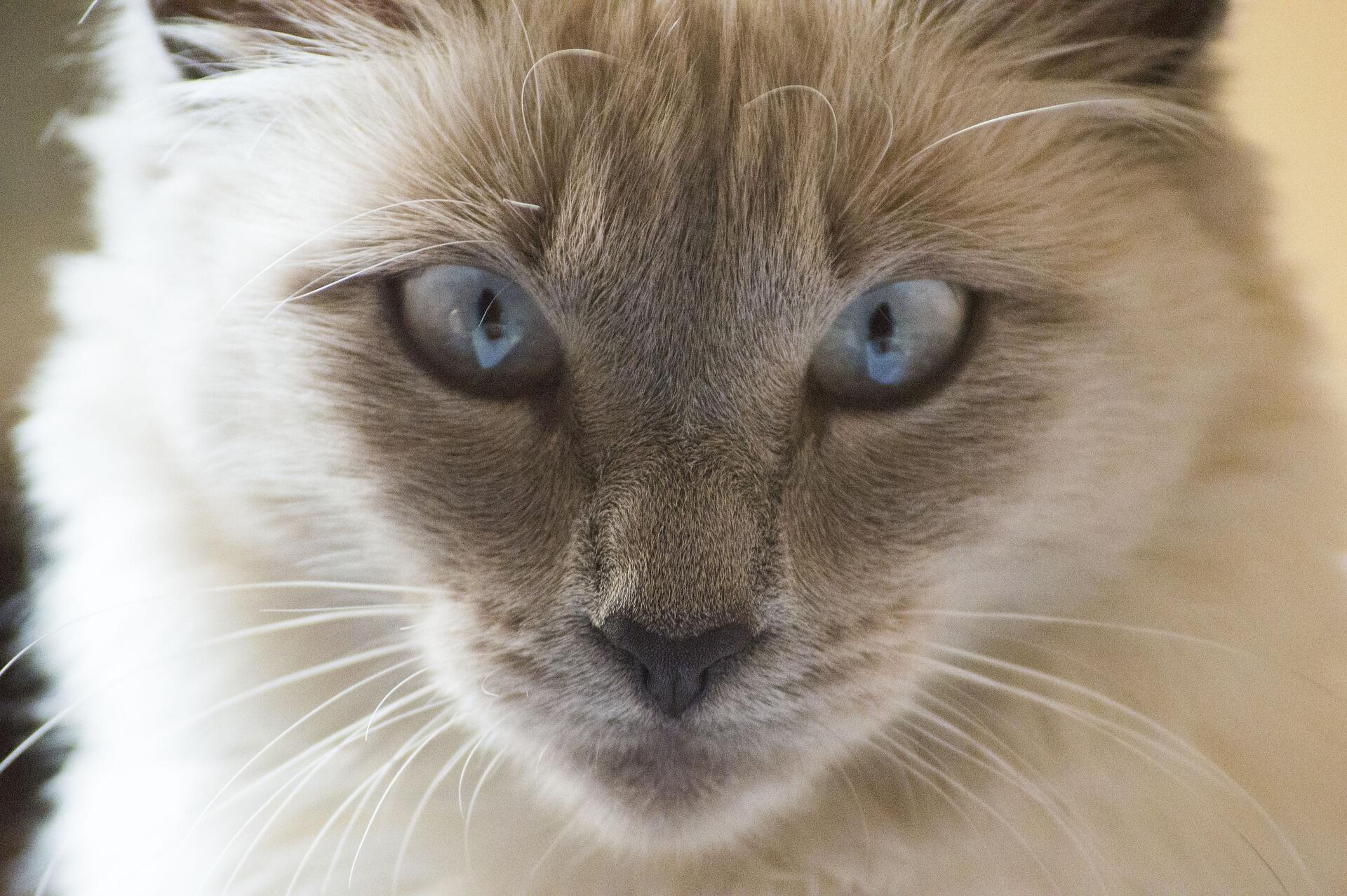 Spirit Animal Testi için kedi fotoğrafı. Bağımsızlık, sezgisel düşünme ve içsel dengeyi temsil eden ruh hayvanı kedi.