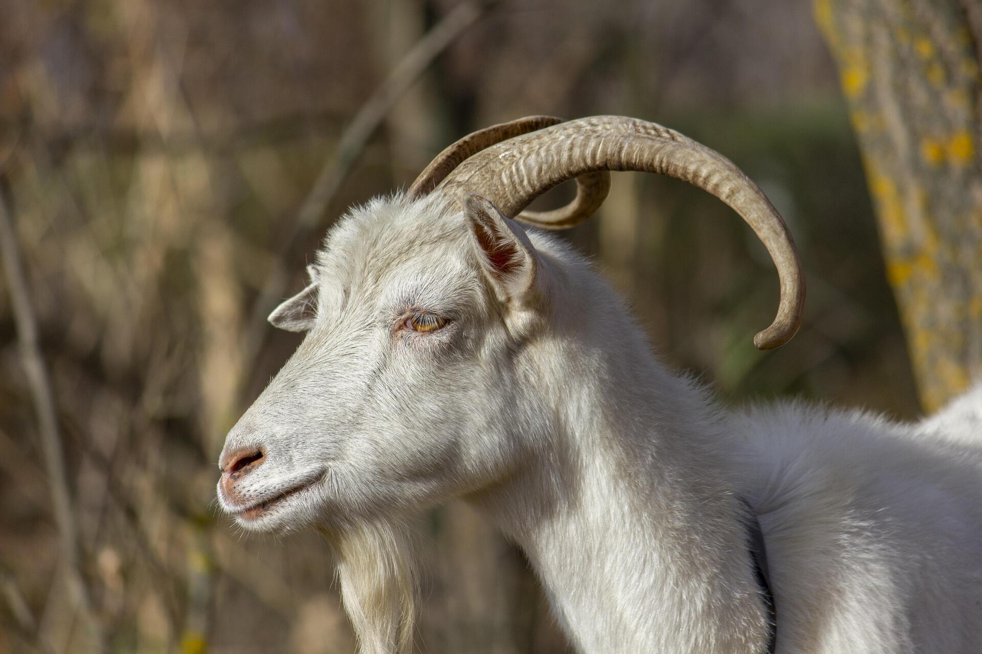Beyaz Keçi Portresi (çin-astrolojisi-goat-zodiac.jpg): Doğal bir arka planda, Çin zodyağında yaratıcılığı ve nezaketi temsil eden, uzun boynuzlu ve beyaz tüylü bir keçinin yan profil görüntüsü.