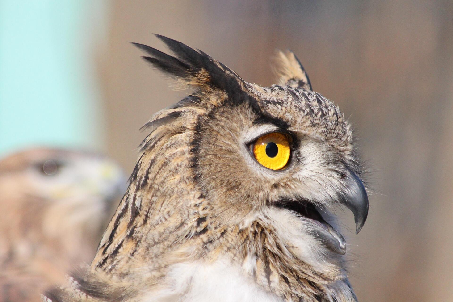 profilden bir baykuş