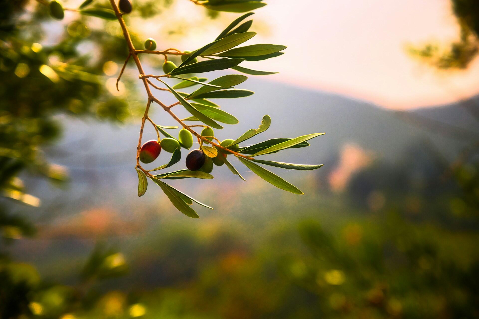 zeytin ağacından salınan bir dal parçası üstündeki zeytinler