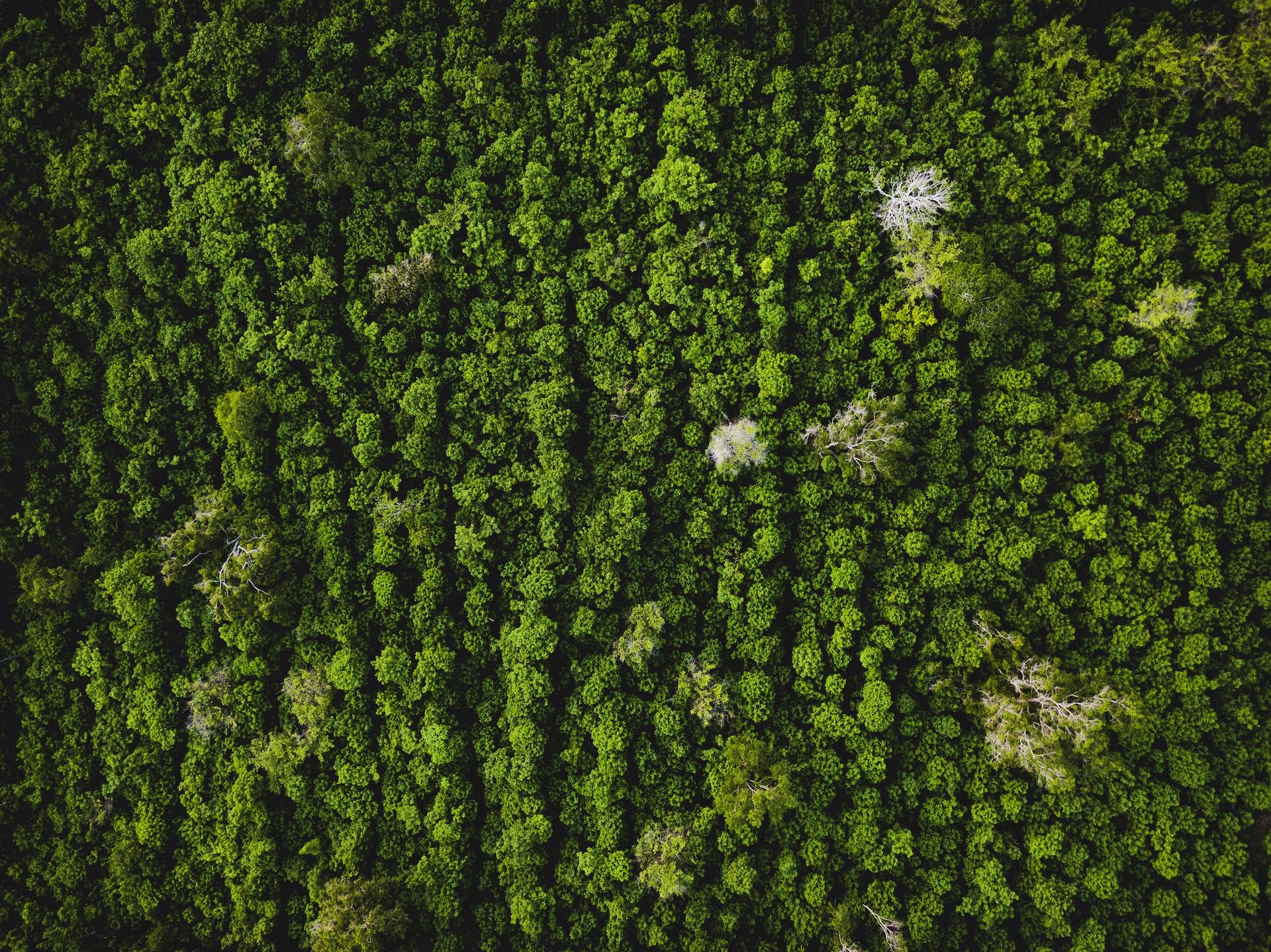 панорама лісу з висоти