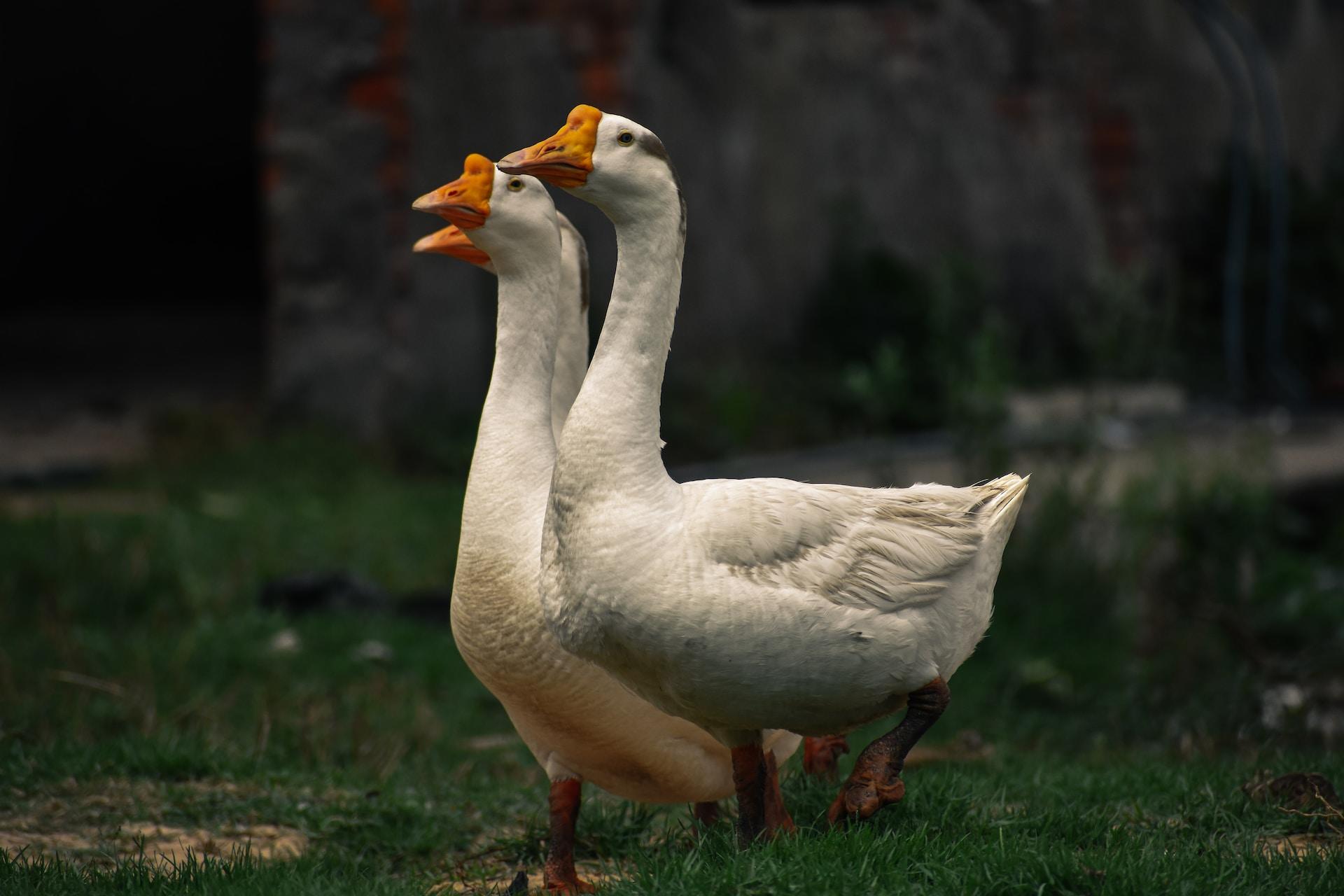a couple of geese