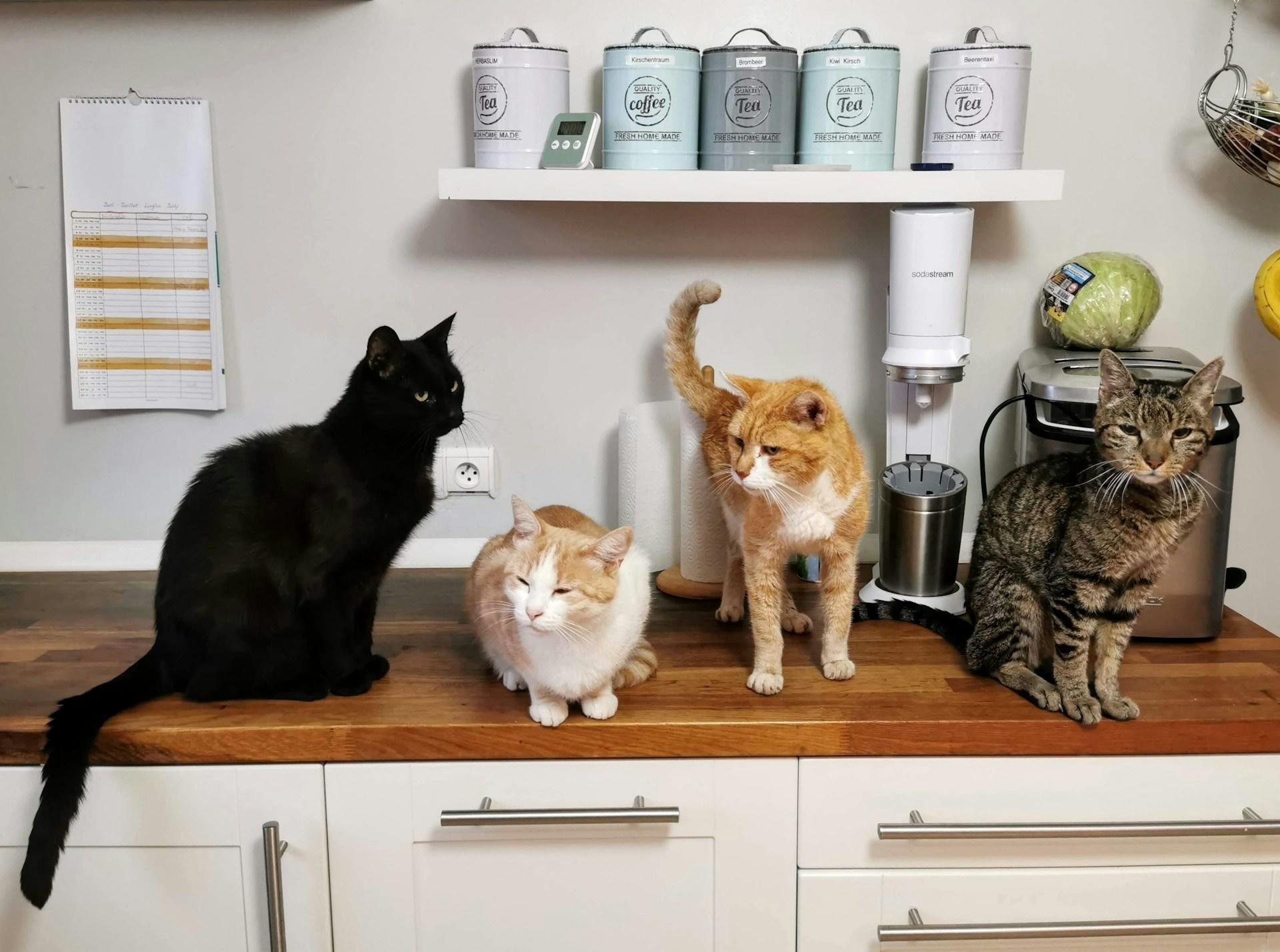 коти зірок