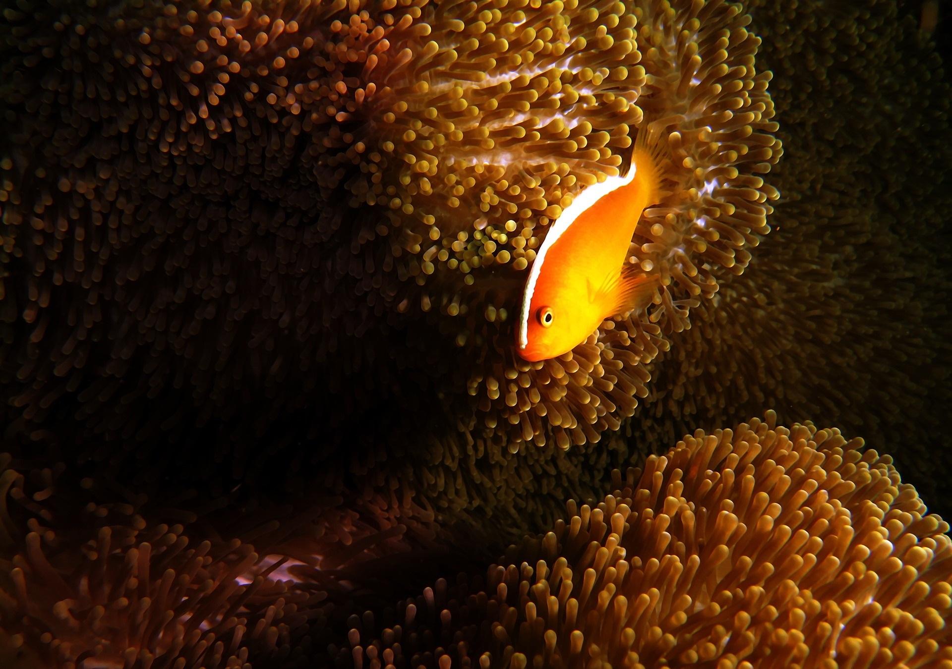 Риба анемон