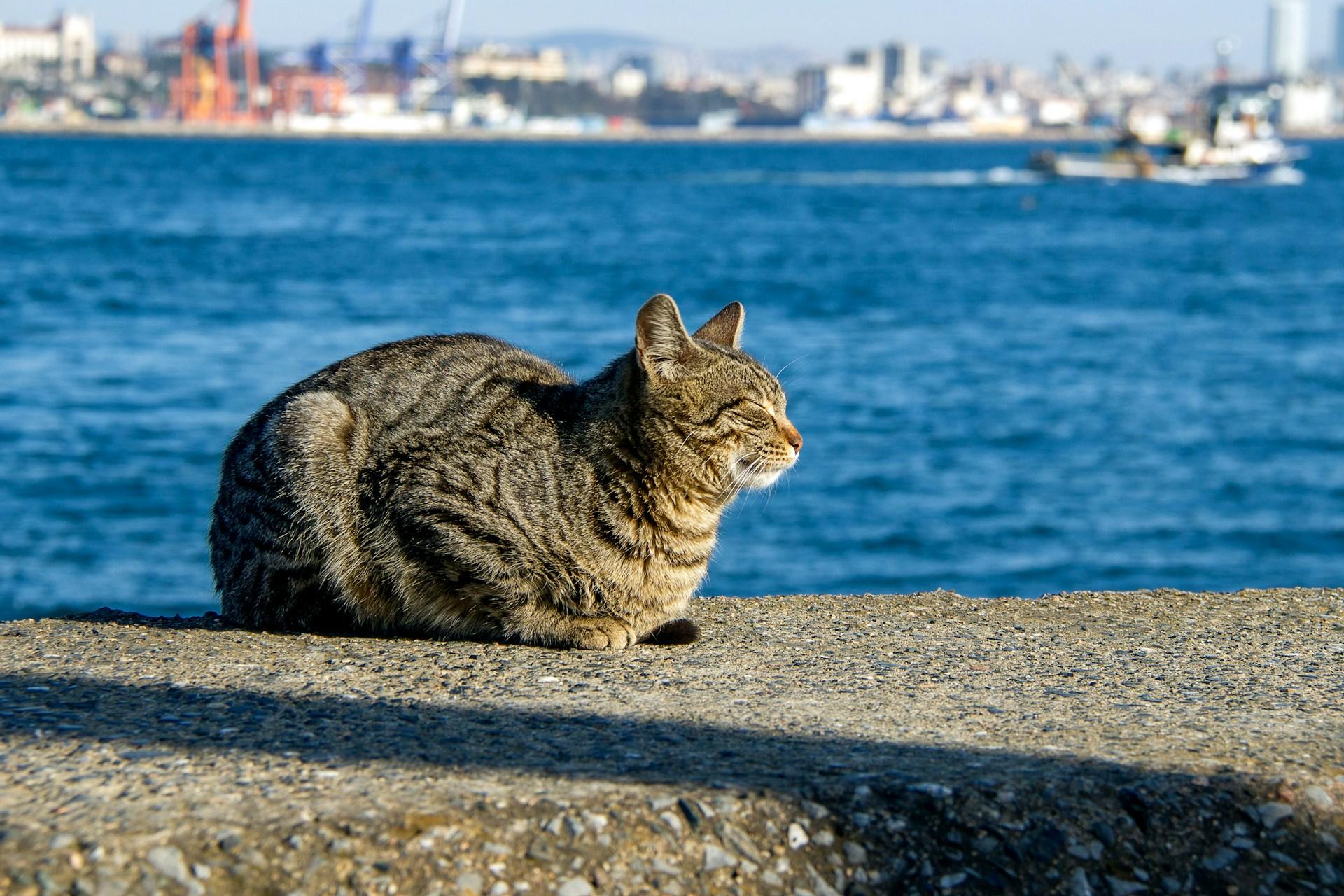 коти