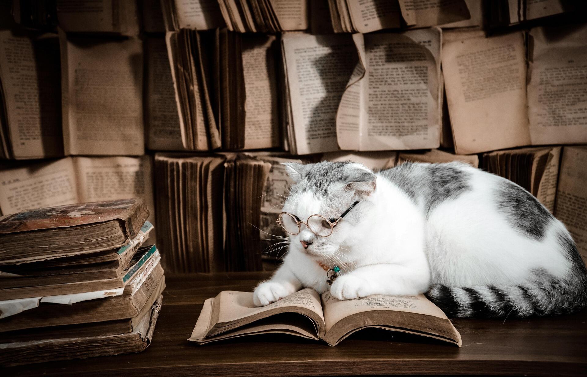 кіт в окулярах читає книгу
