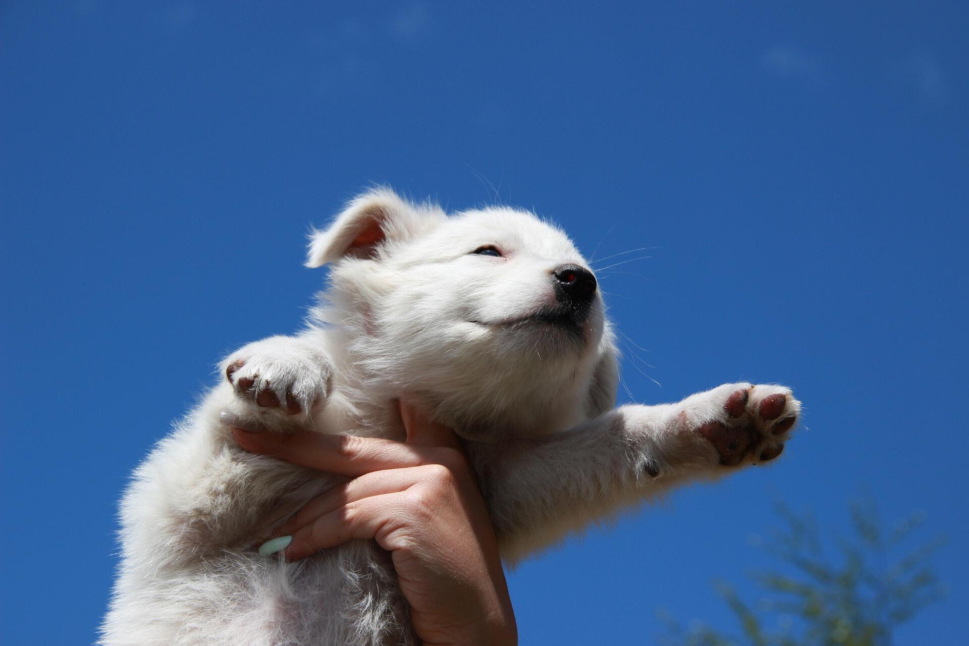 Собака в руках