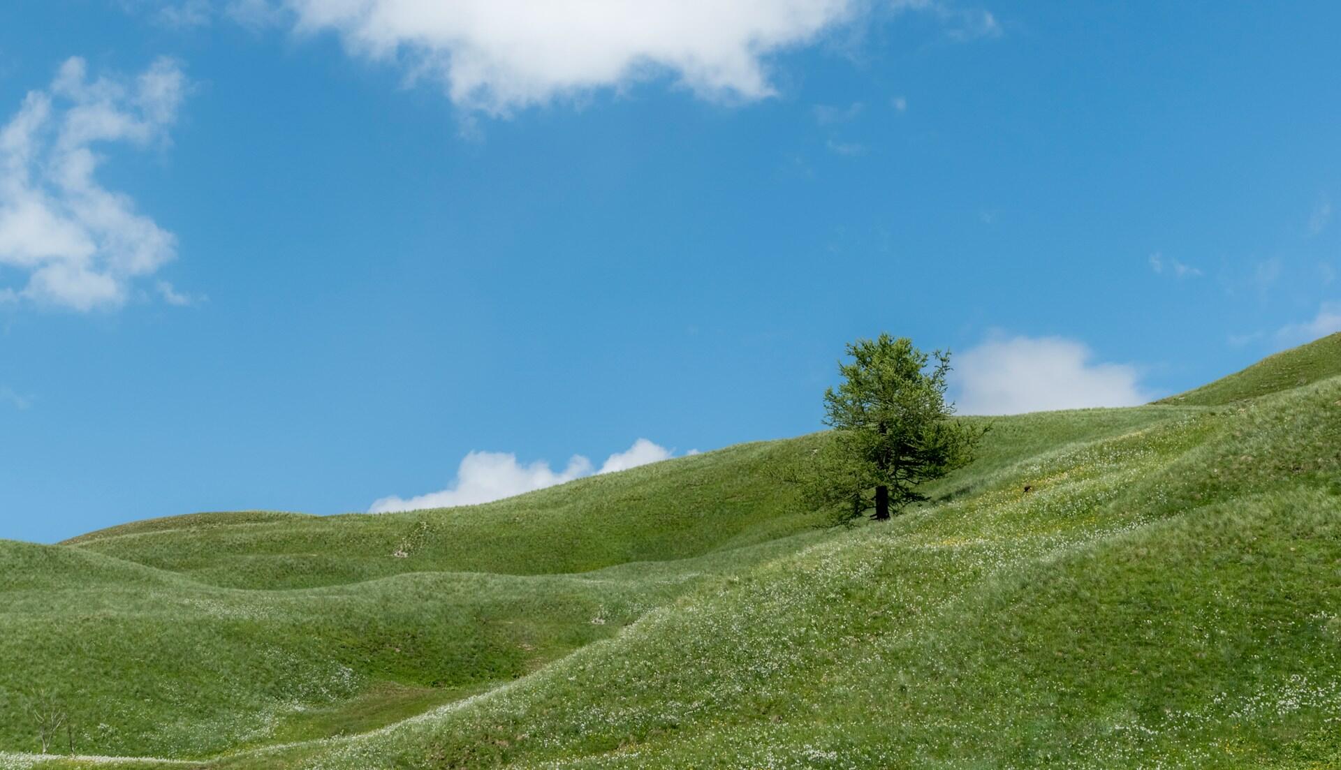 дерево на пагорбі