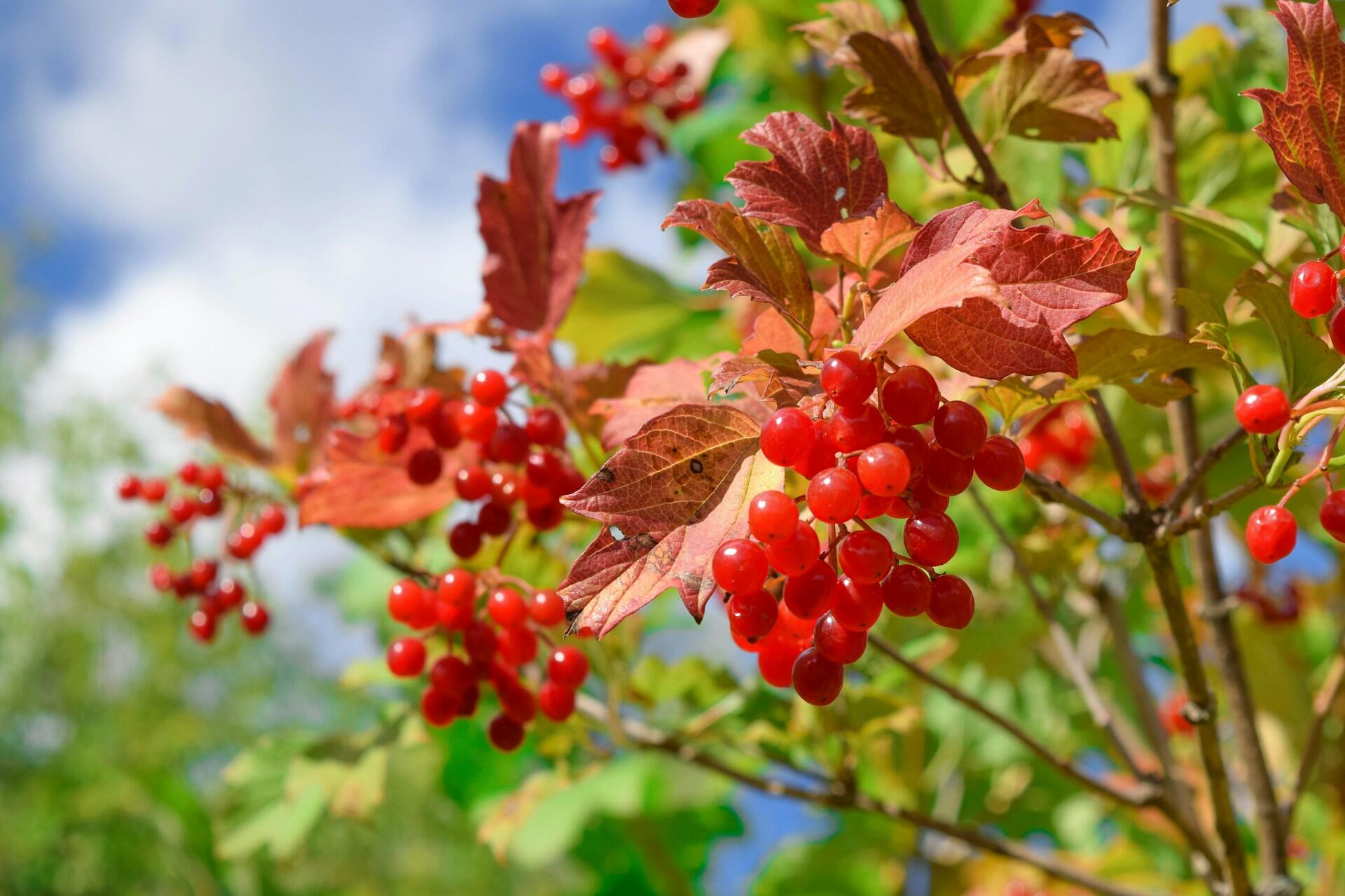 гілля калини з червоним листям на фоні синього неба