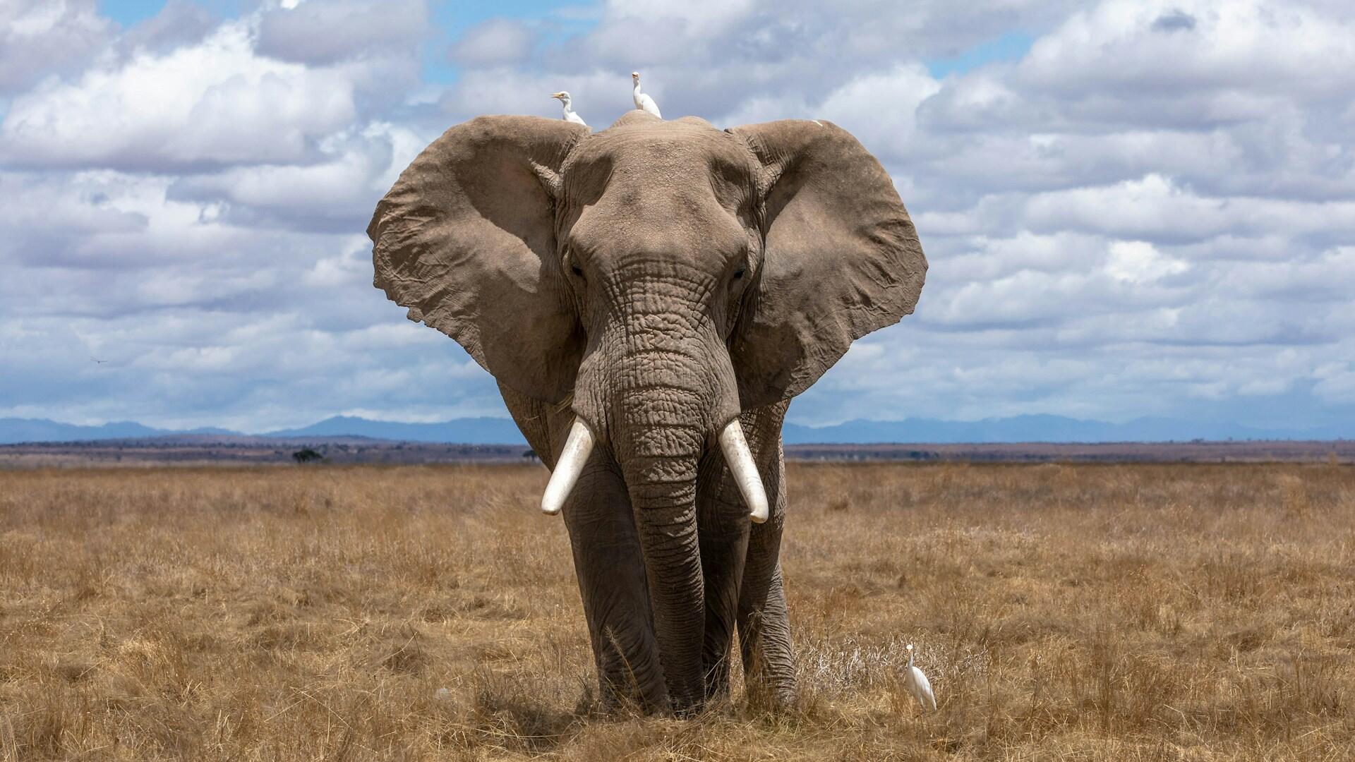 an elephant with two birds on its head