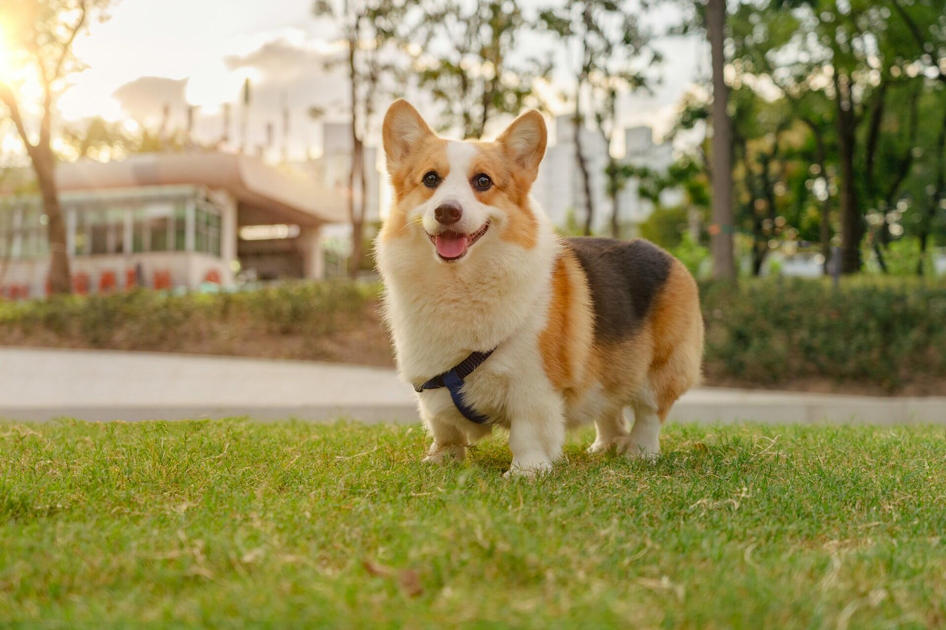 corgi dog on the green grass