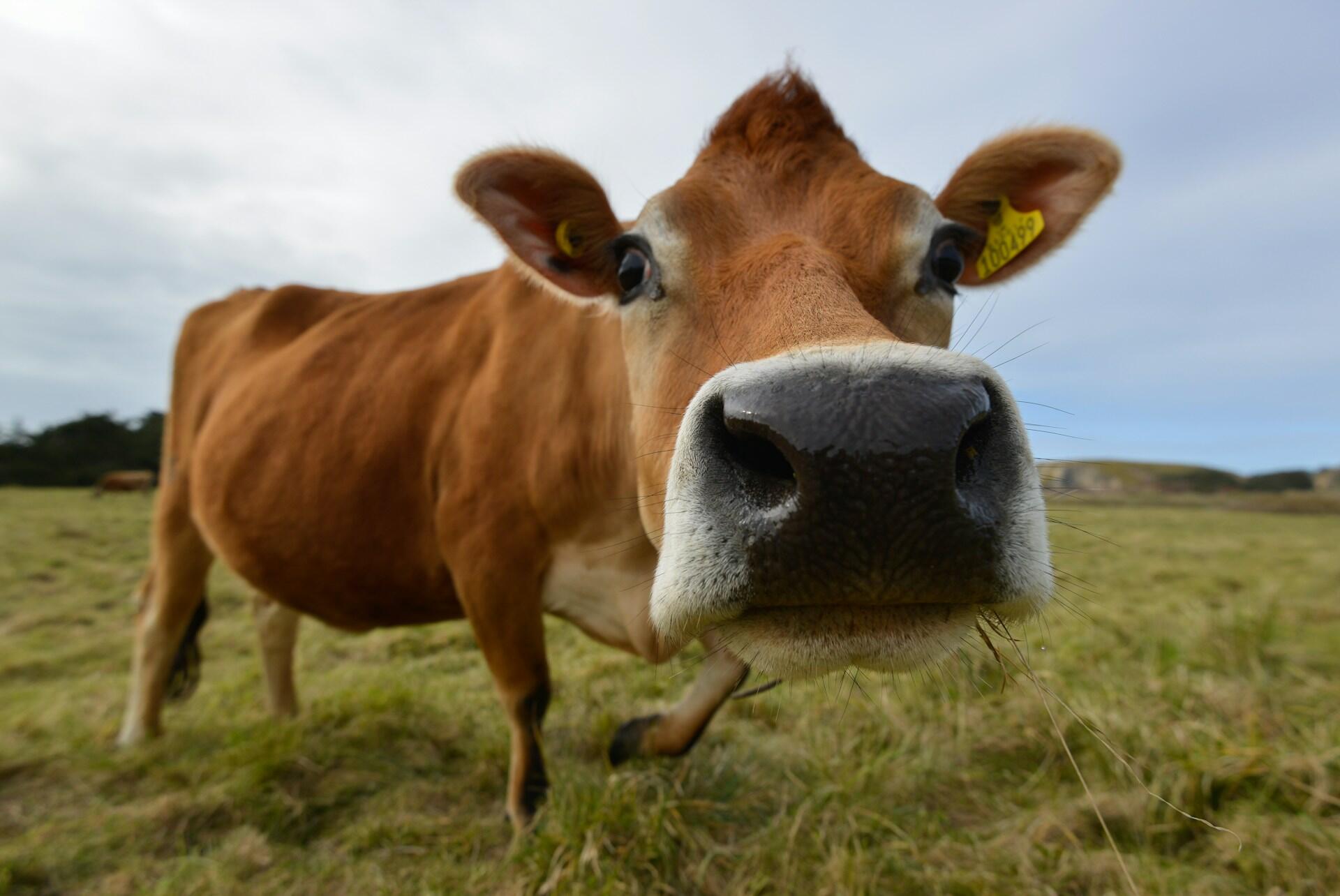 funny cow