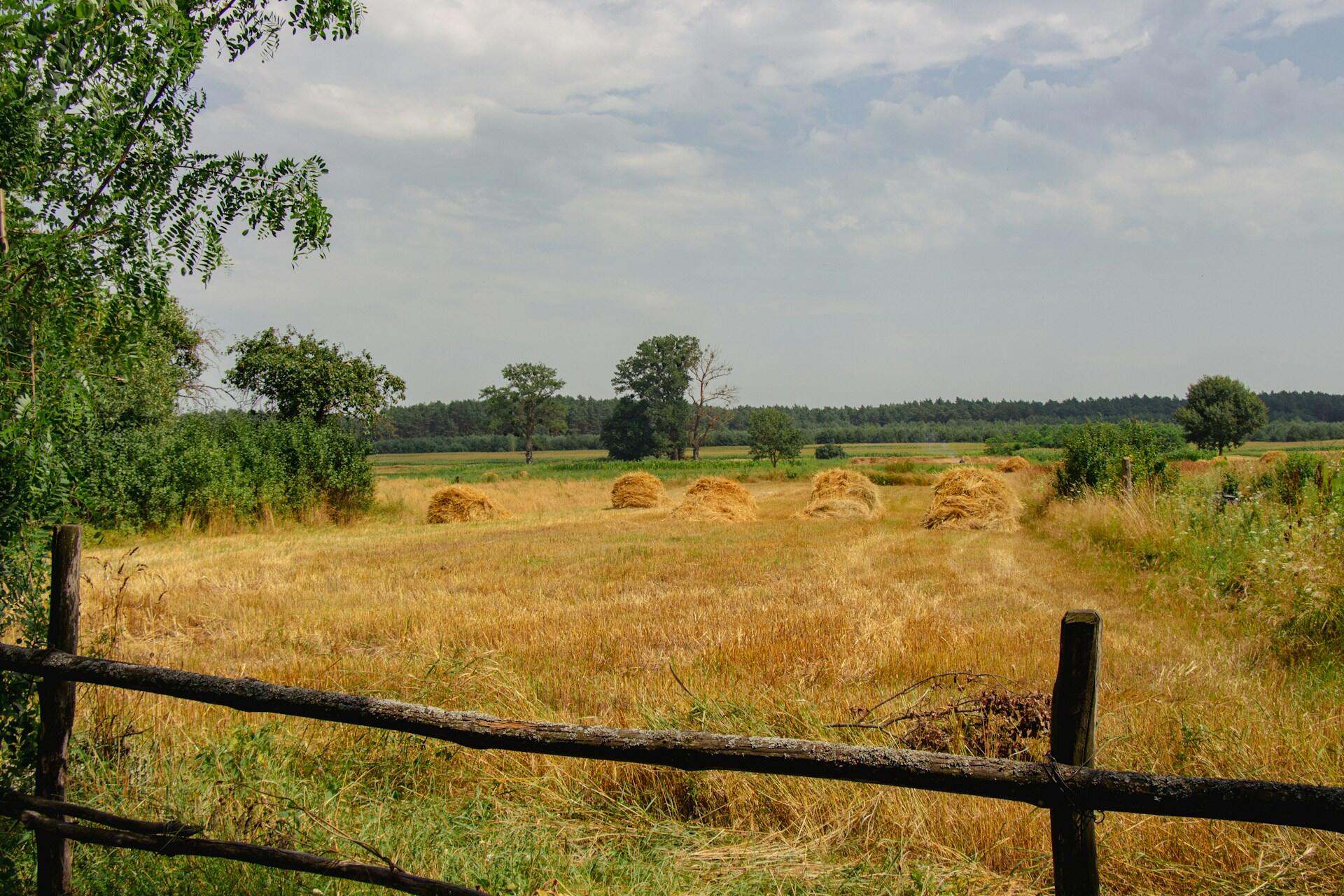 countryside field