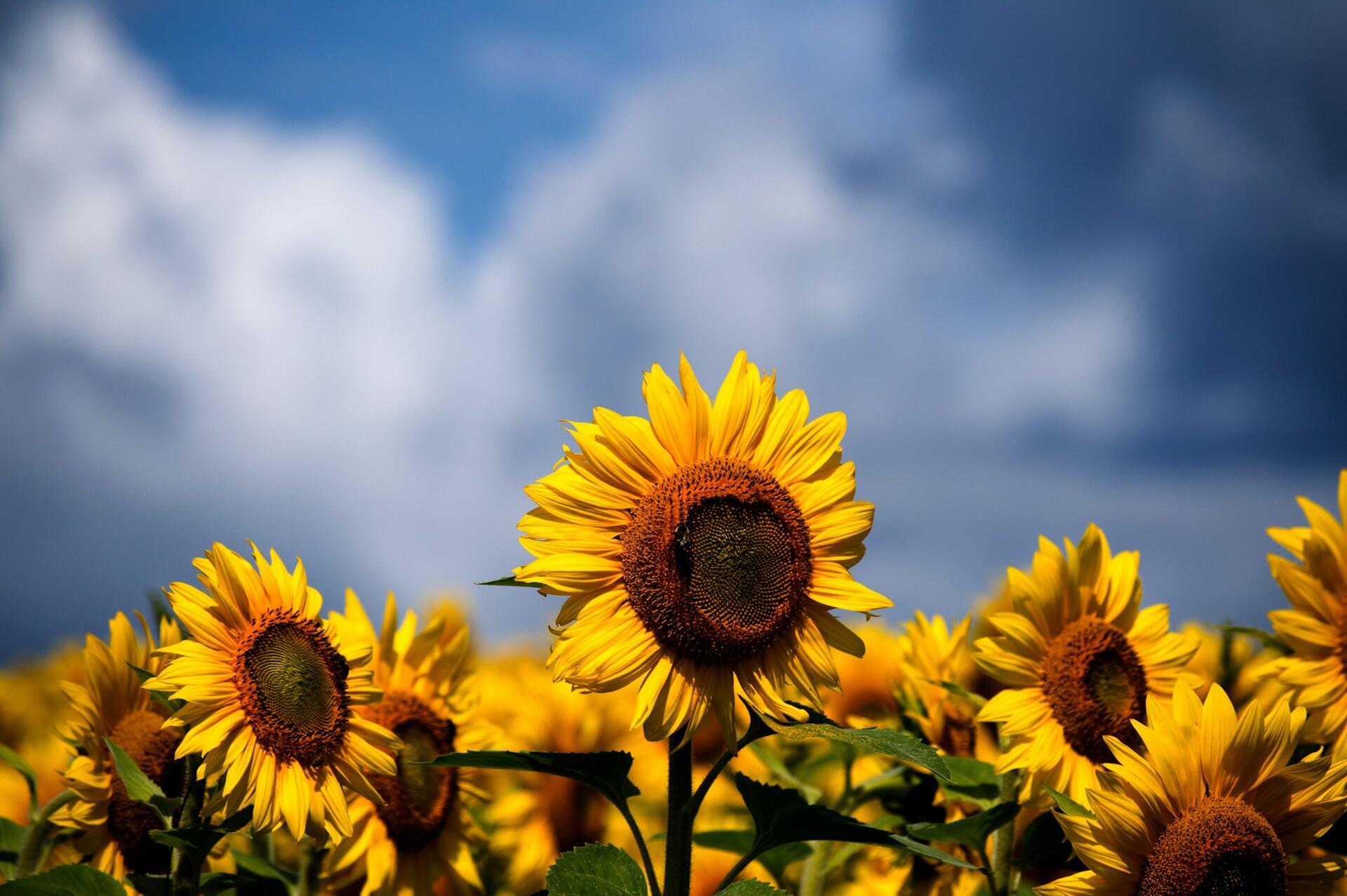 sunflowers on the blue sky background