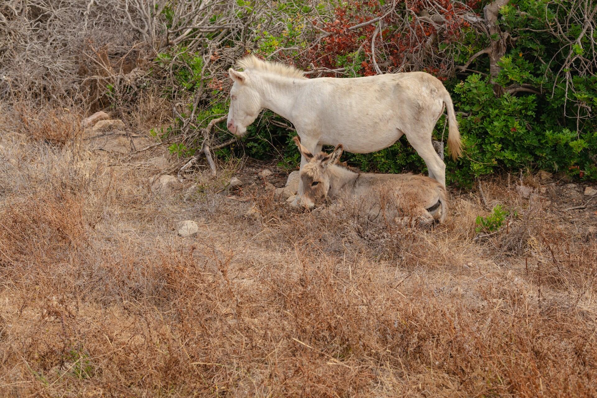 natural national park with animals