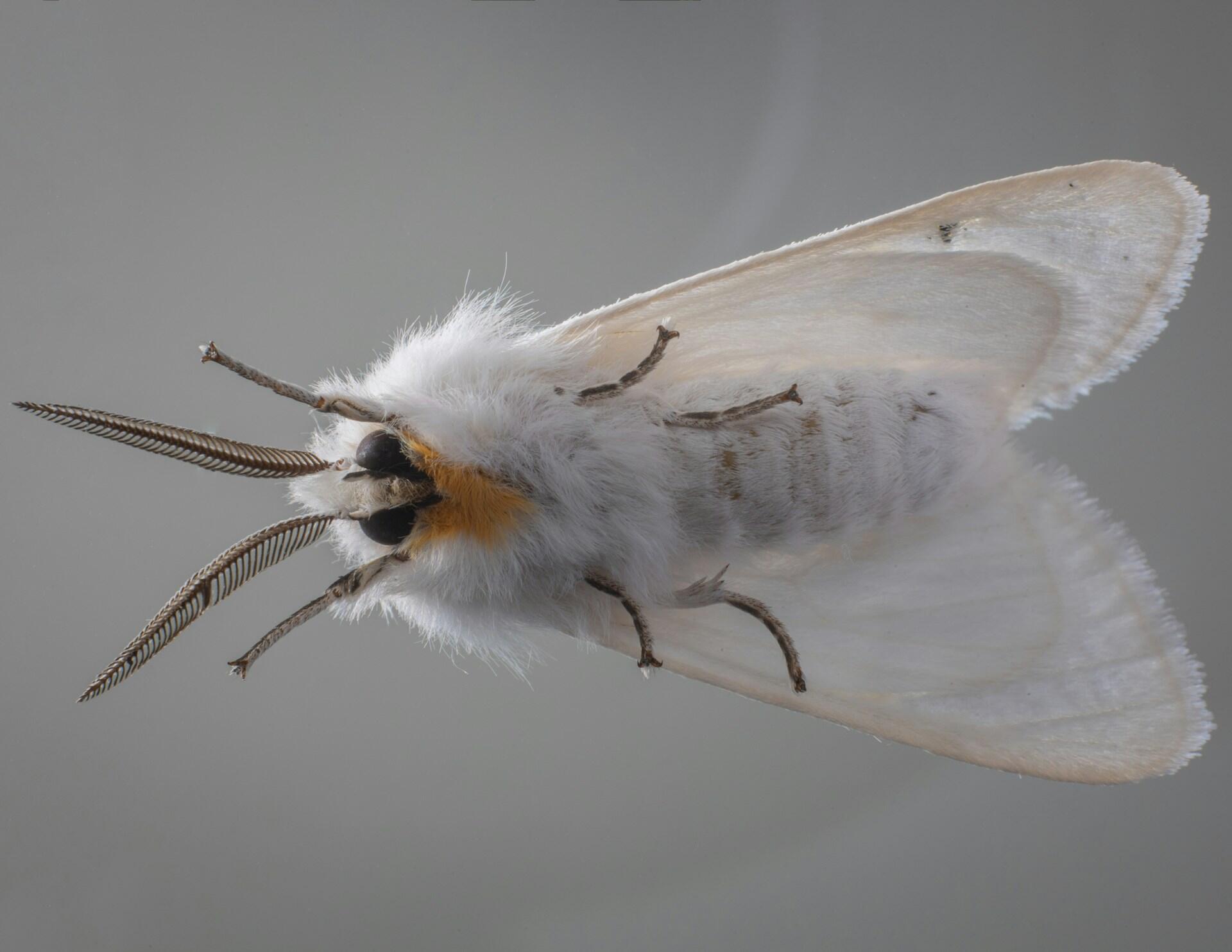 white grey moth