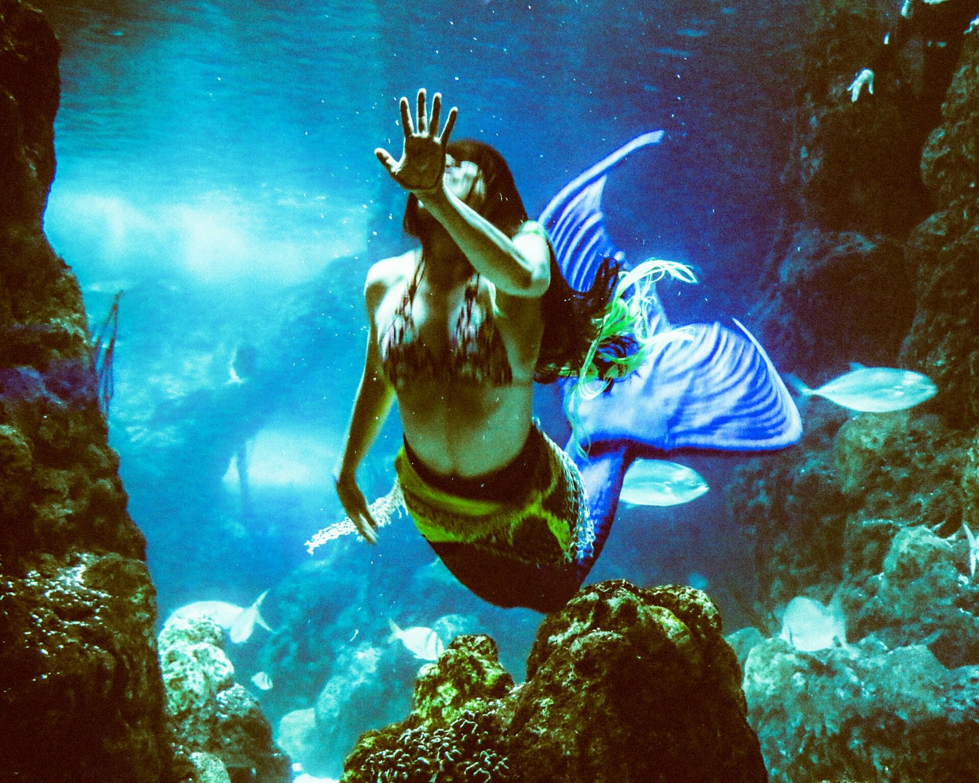 mermaid aquarium