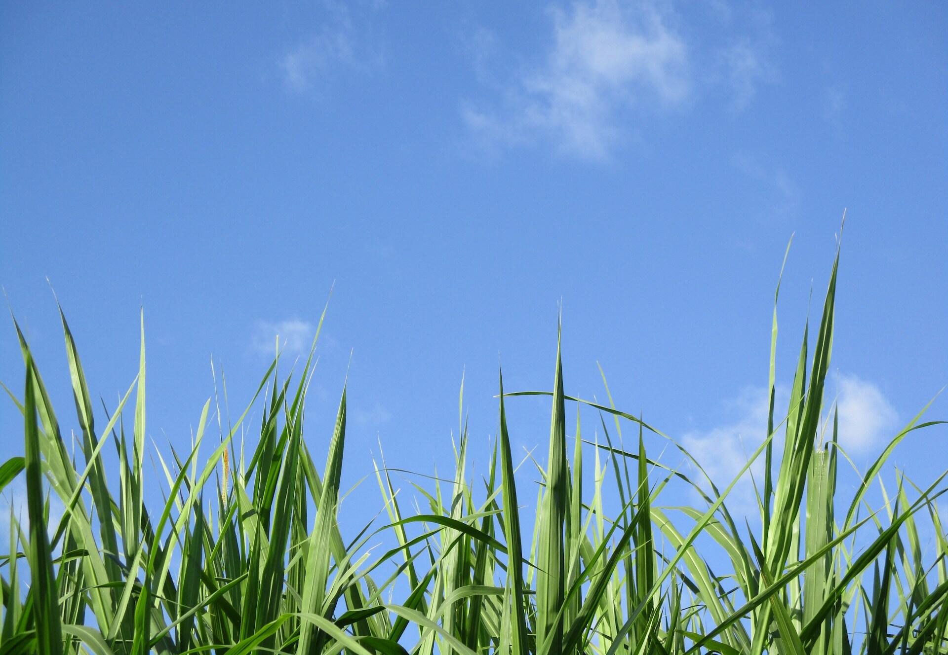 blue sky and green grass
