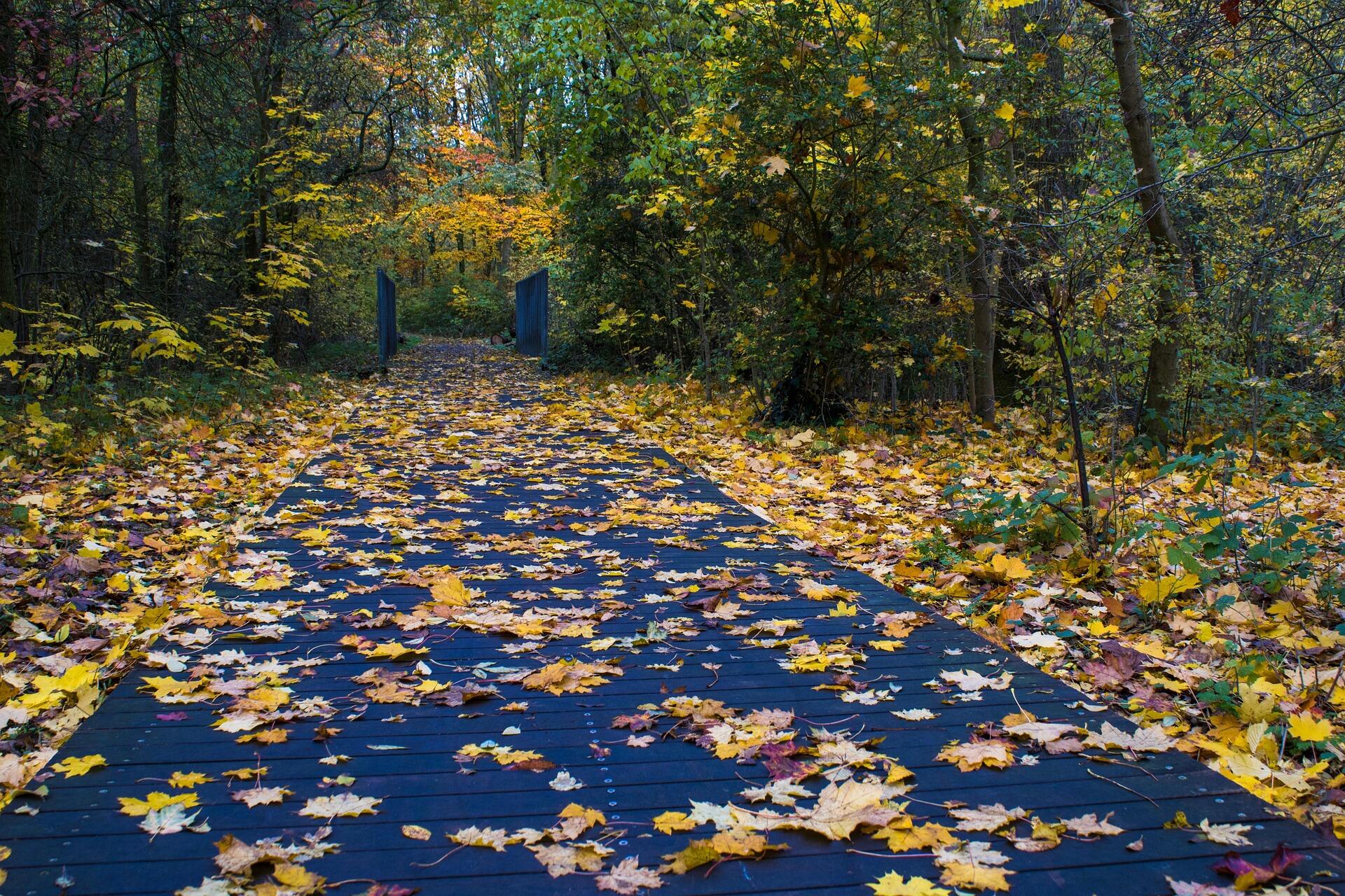 Осінь у лісі