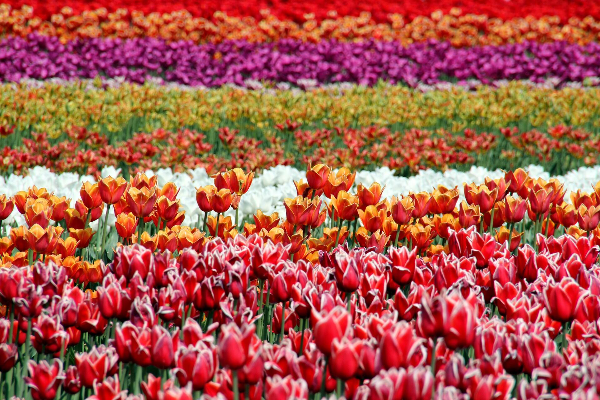 photo of field of Dutch tulips