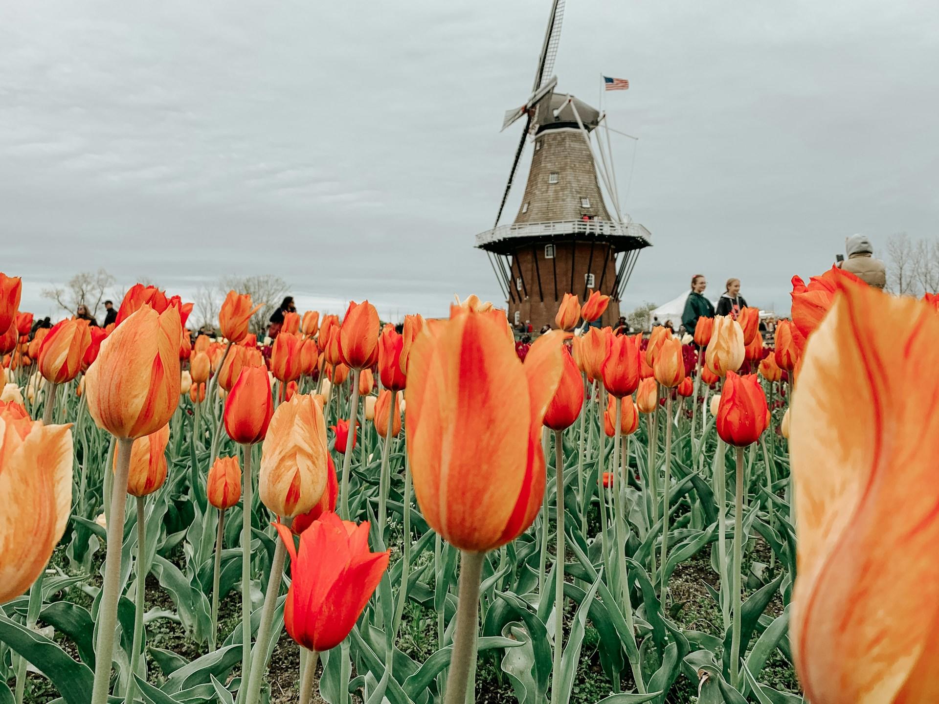 Orange tulips and a windmill in the distance.