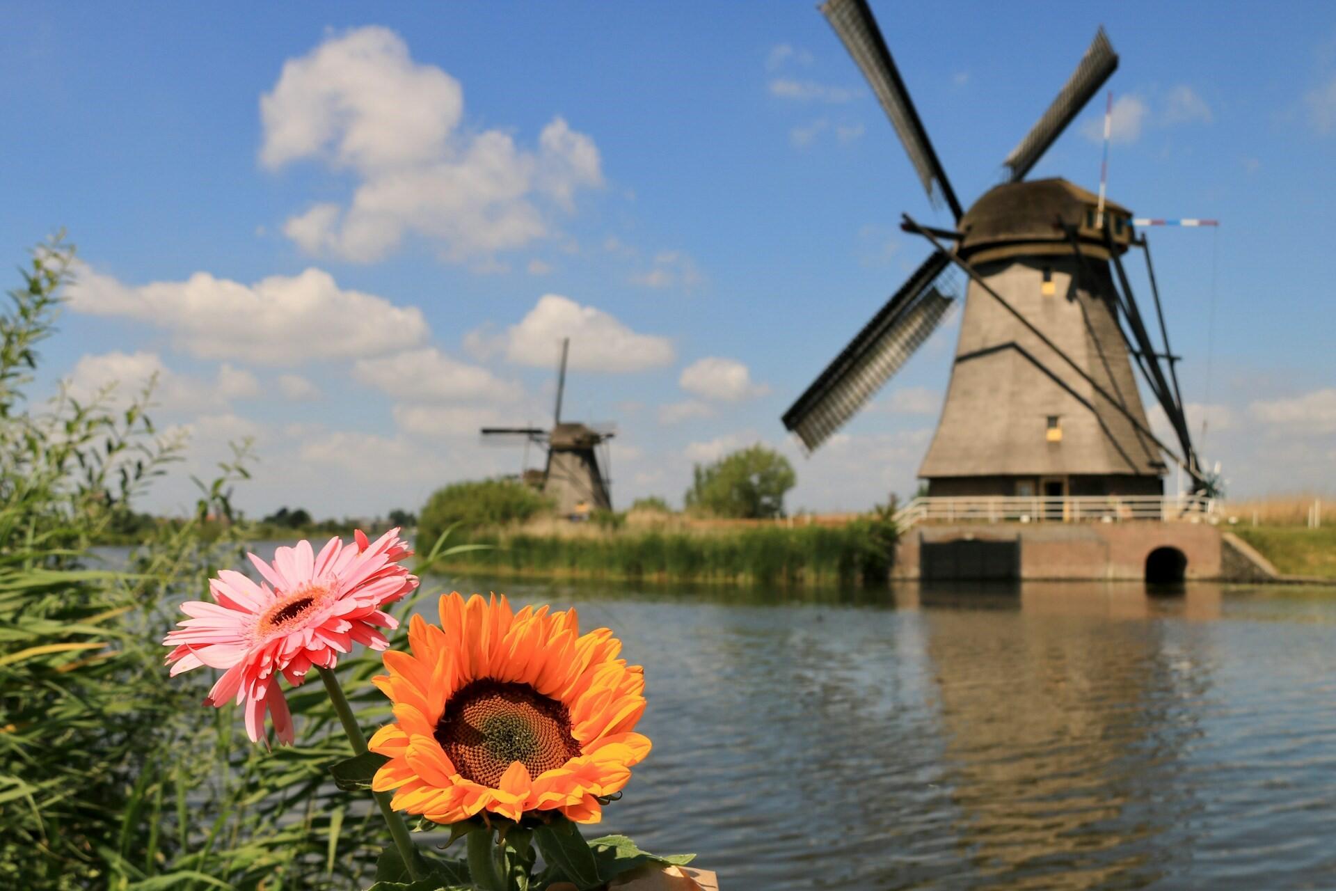 Some flowers with a windmill in the background in the Netherlands.