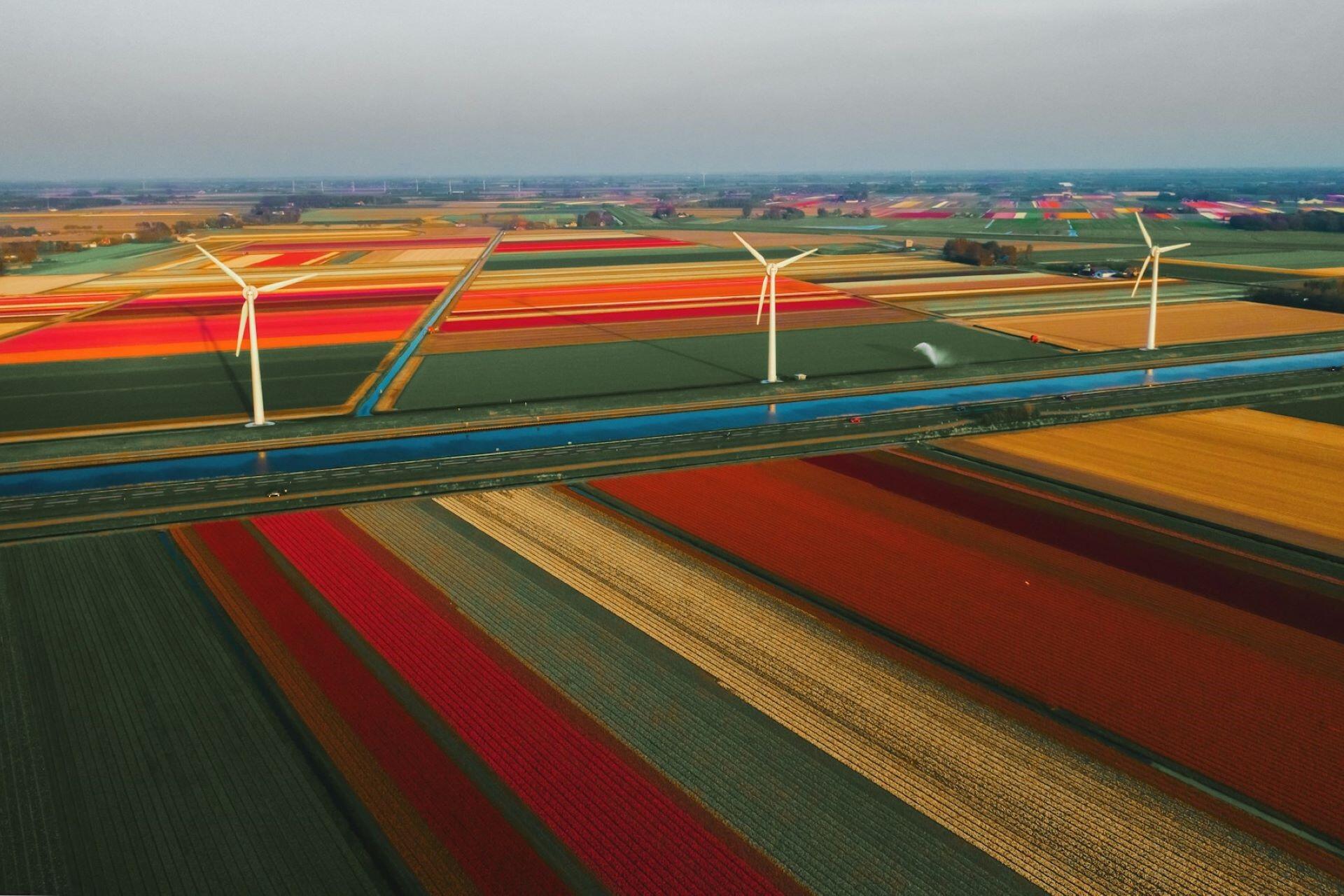 Dutch tulip fields.