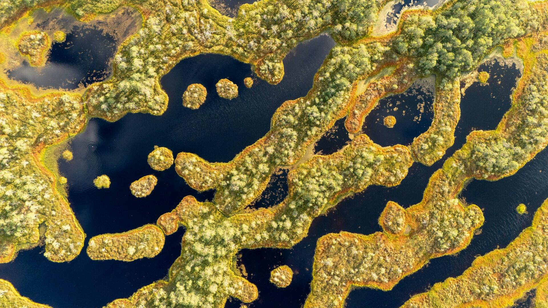 Top view of bodies of water and vast forests.