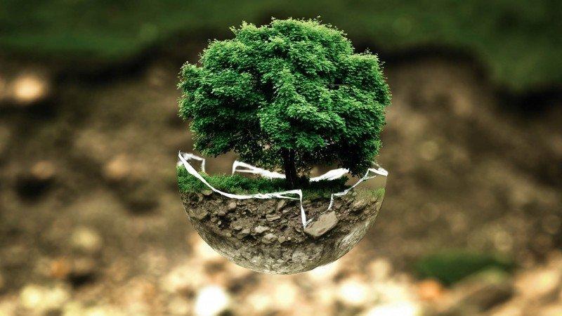 A bonsai tree in cracked soil