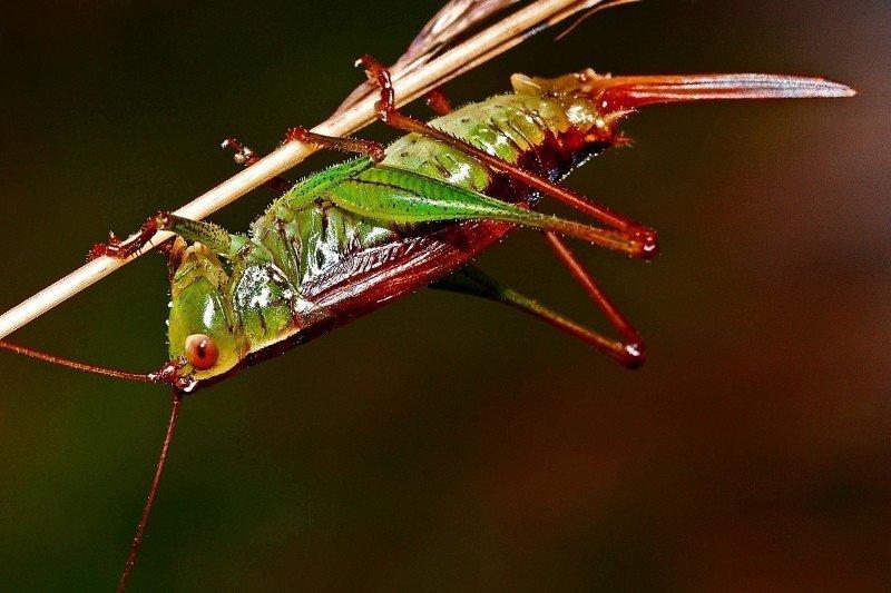 A grasshopper in nature.