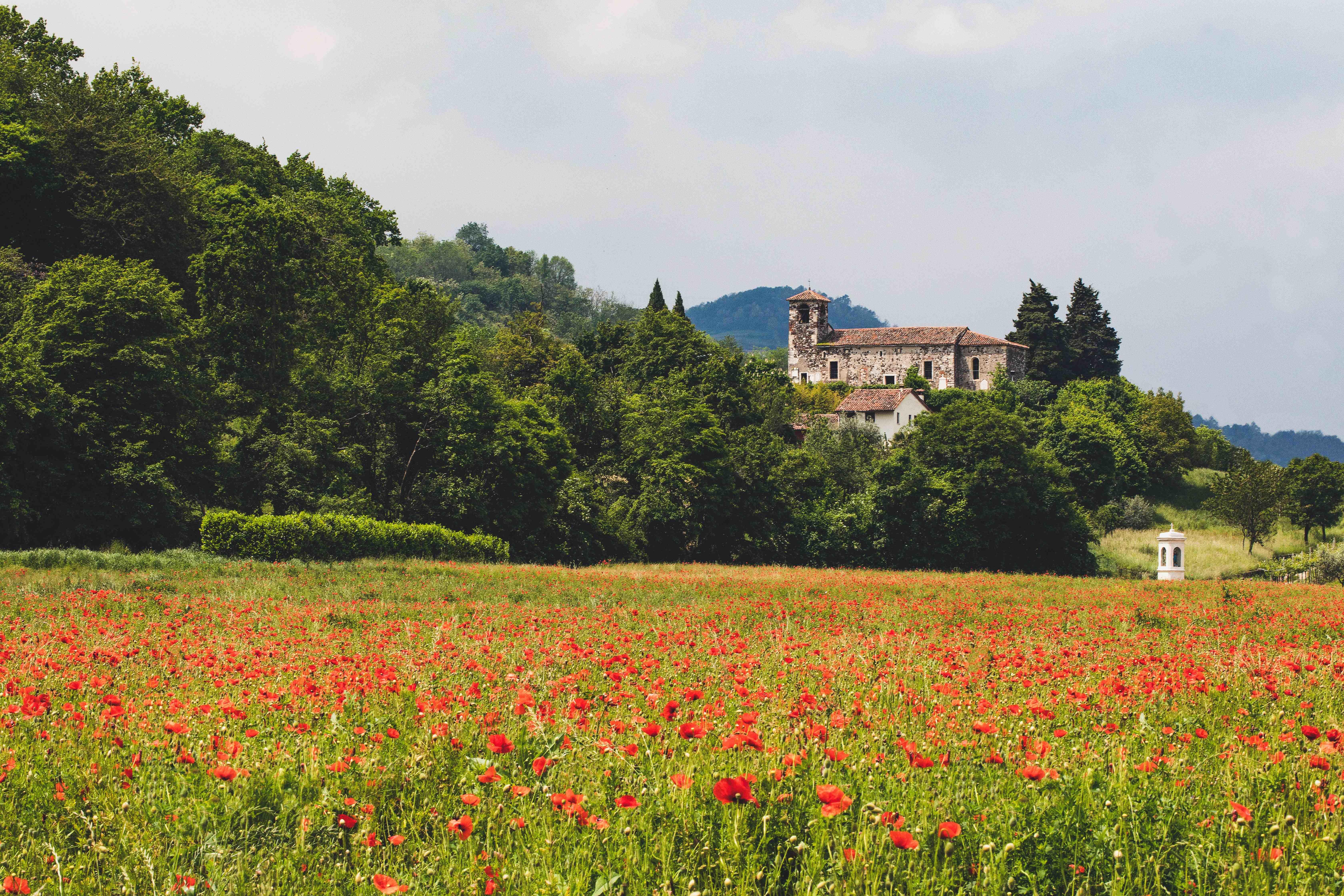 View of a poppy meadow area in Tuscany
