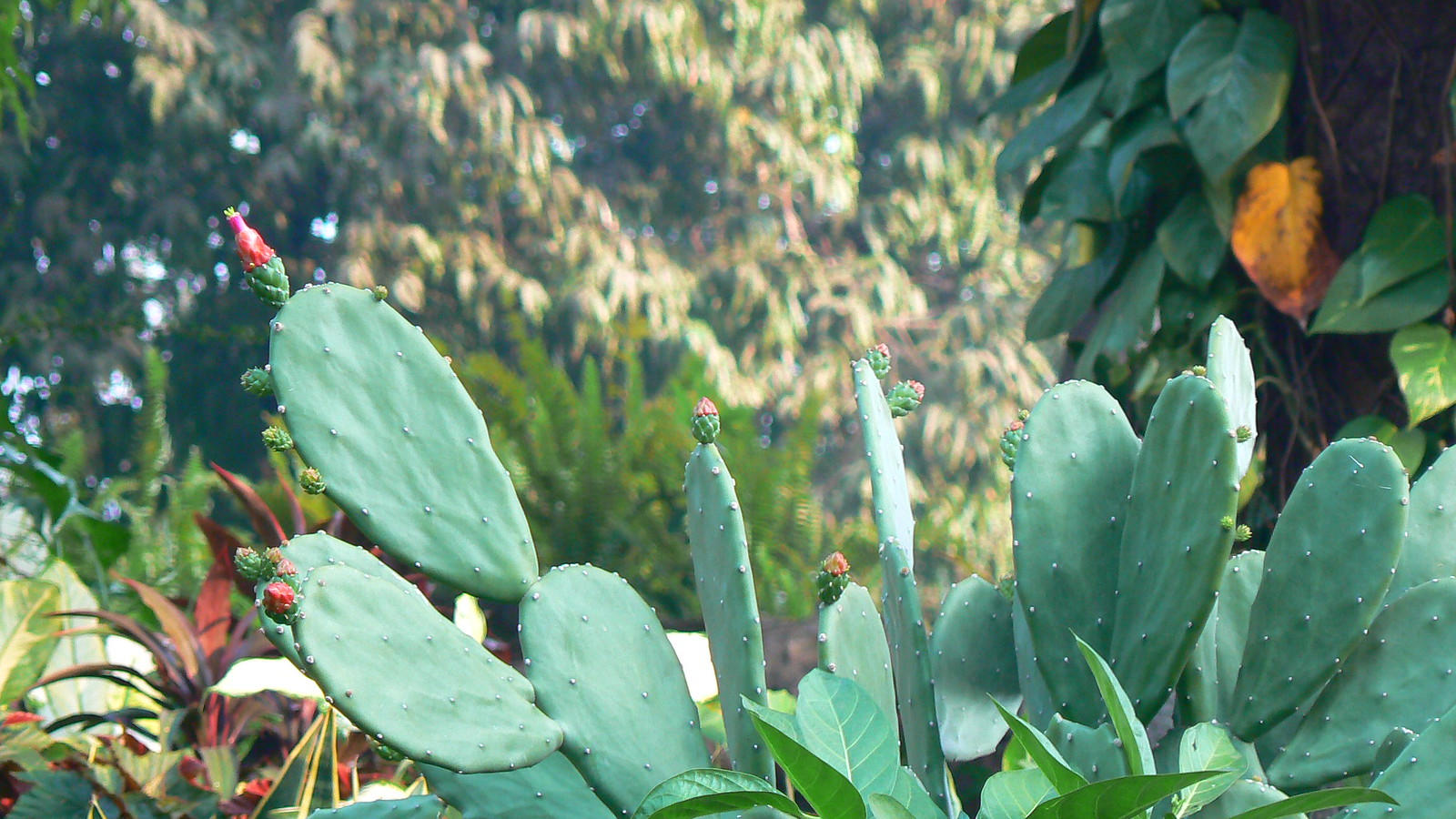 fresh nopales outside ready to be cut