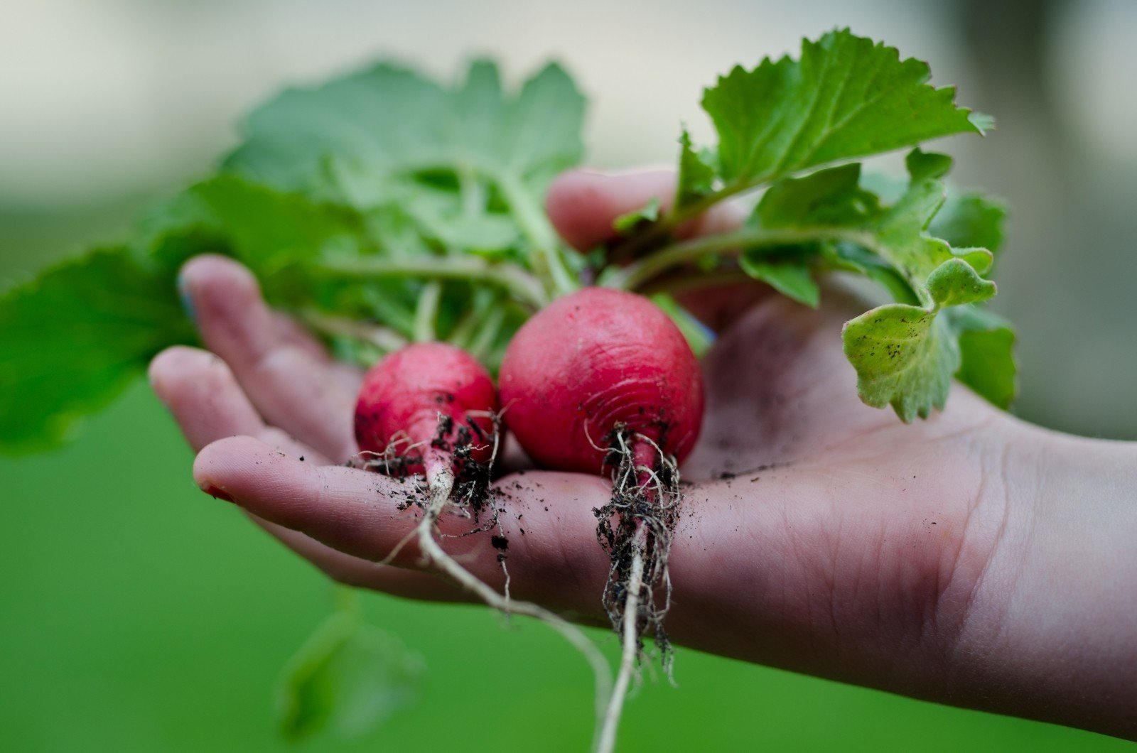 male hand picking radishes from a garden