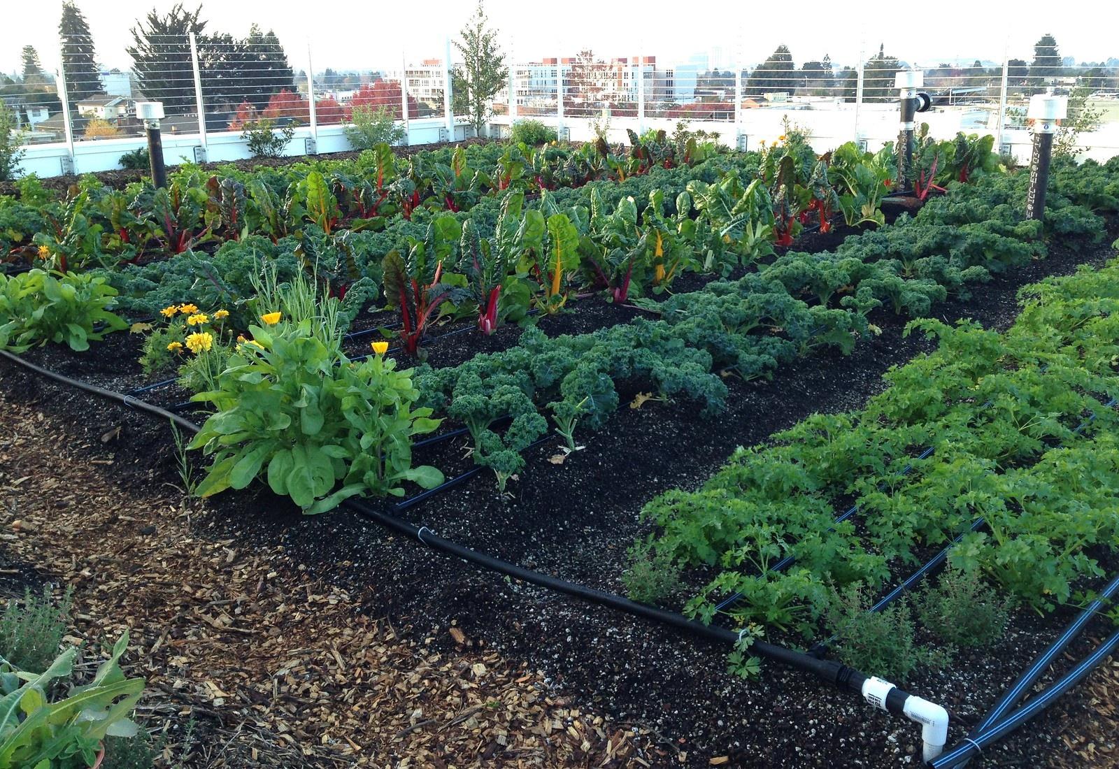 garden with plenty of leafy greens