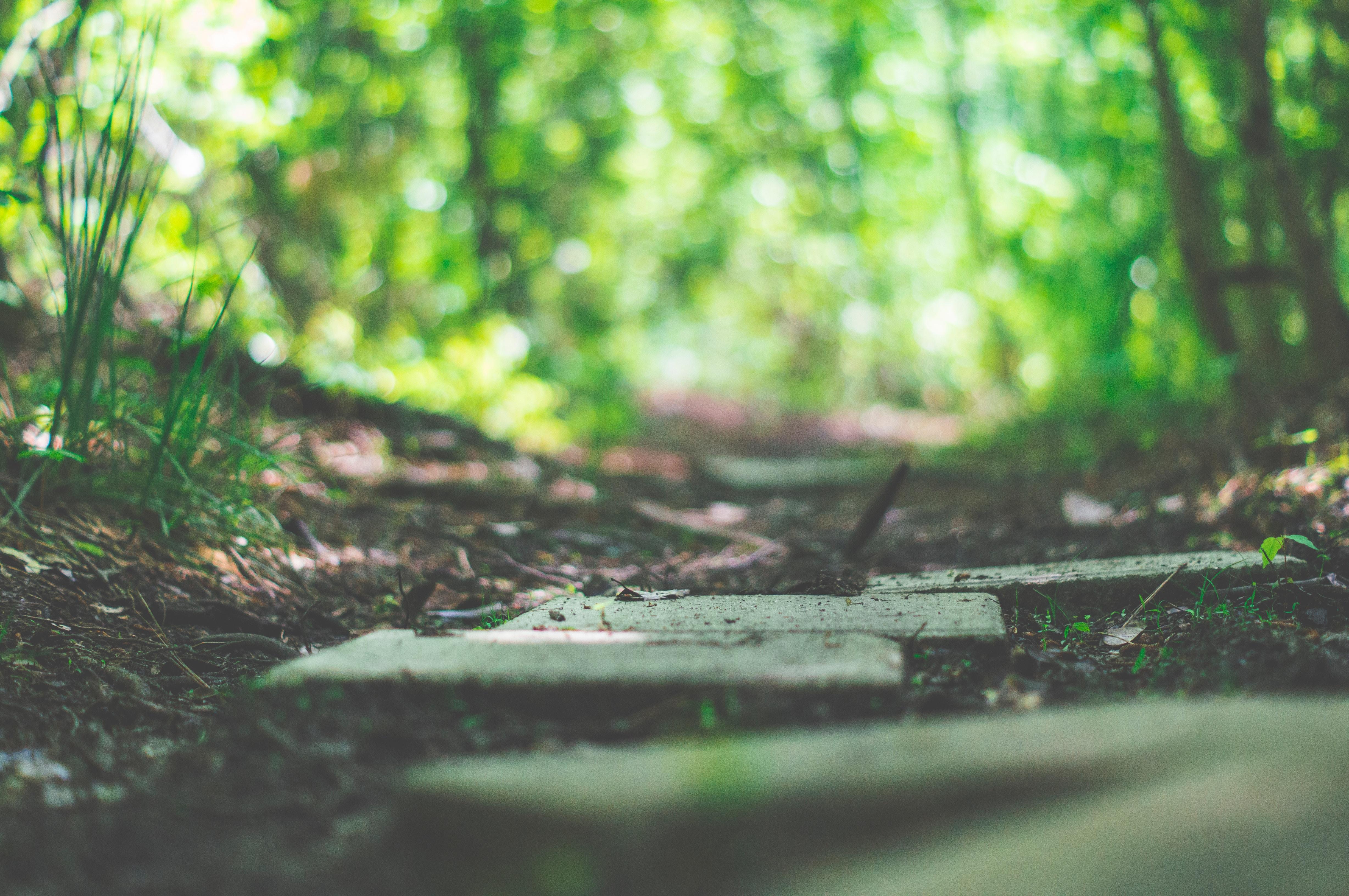 stepping stones